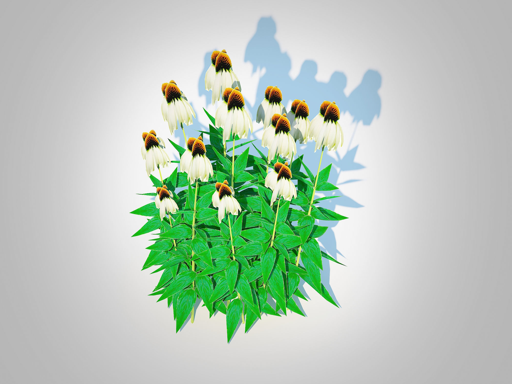 Plant  Echinacea - white coneflower Low-poly 3D model_3