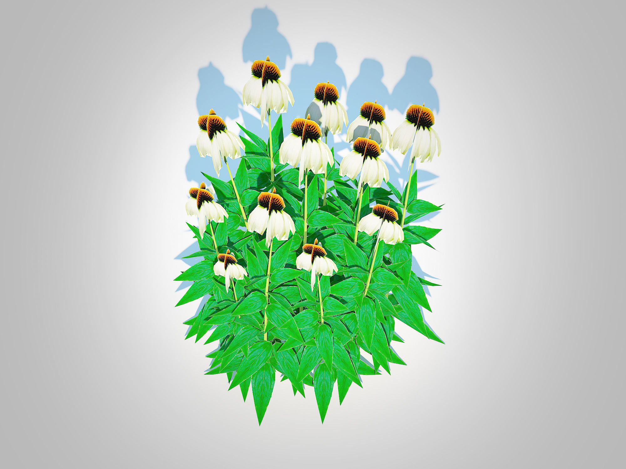 Plant  Echinacea - white coneflower Low-poly 3D model_4