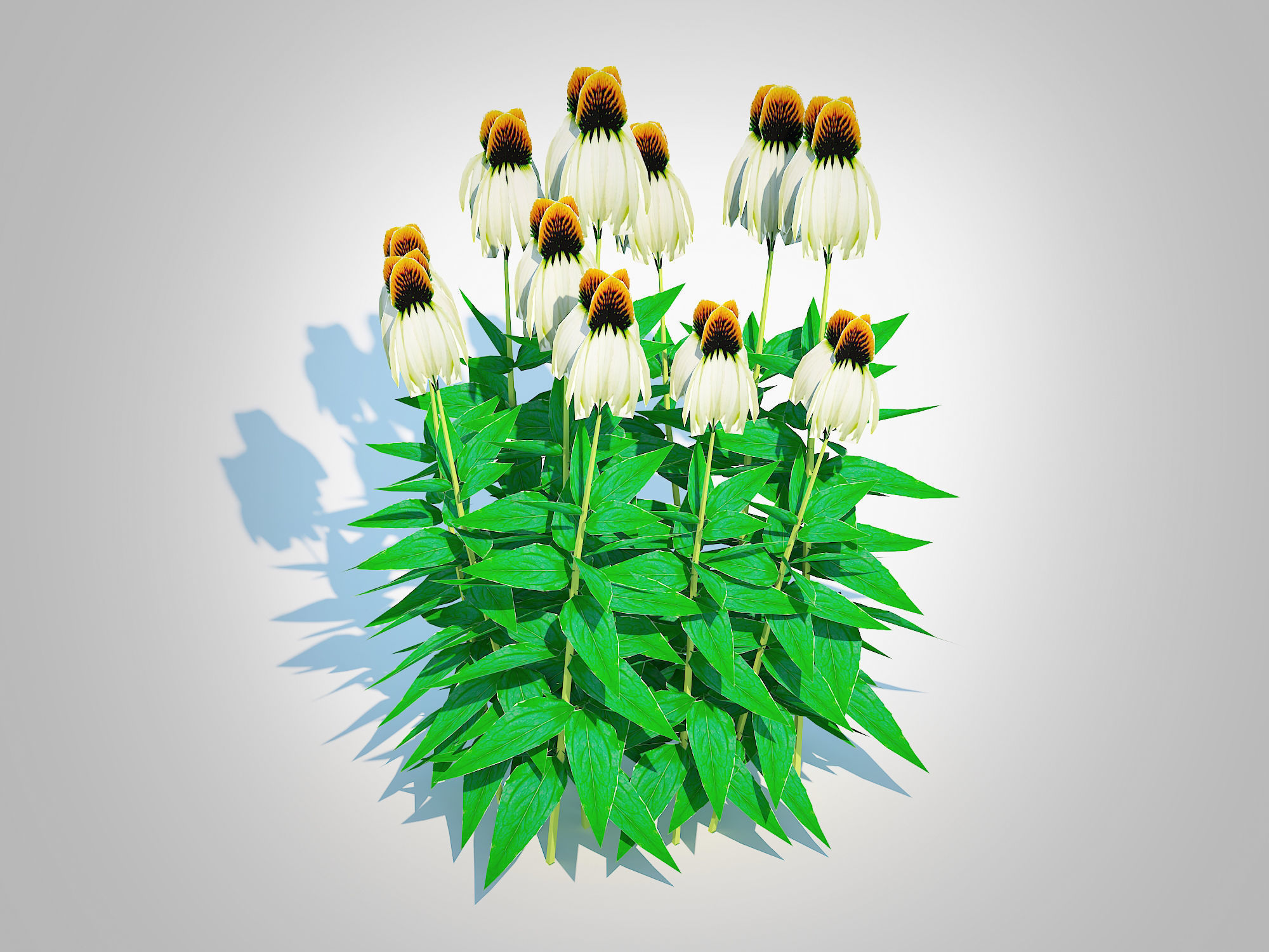 Plant  Echinacea - white coneflower Low-poly 3D model_2