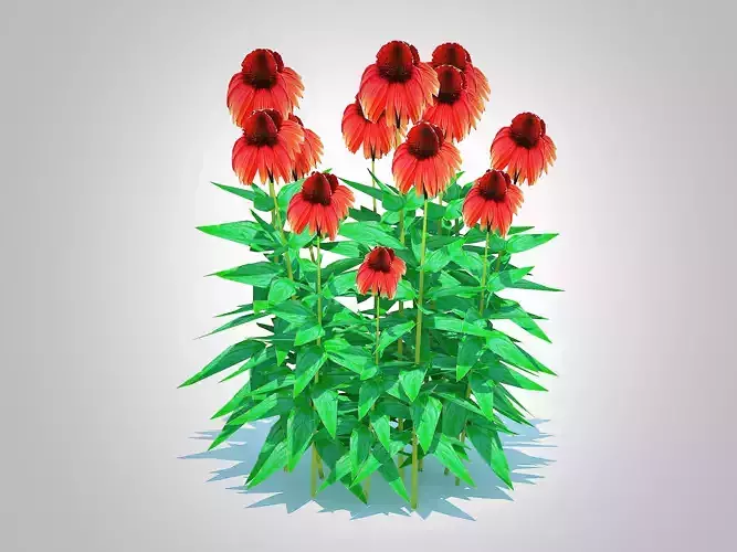 Plant  Echinacea Big Sky Sundown - Coneflower  Low-poly 3D model Plant  Echinacea Big Sky Sundown - Coneflower  Low-poly 3D model