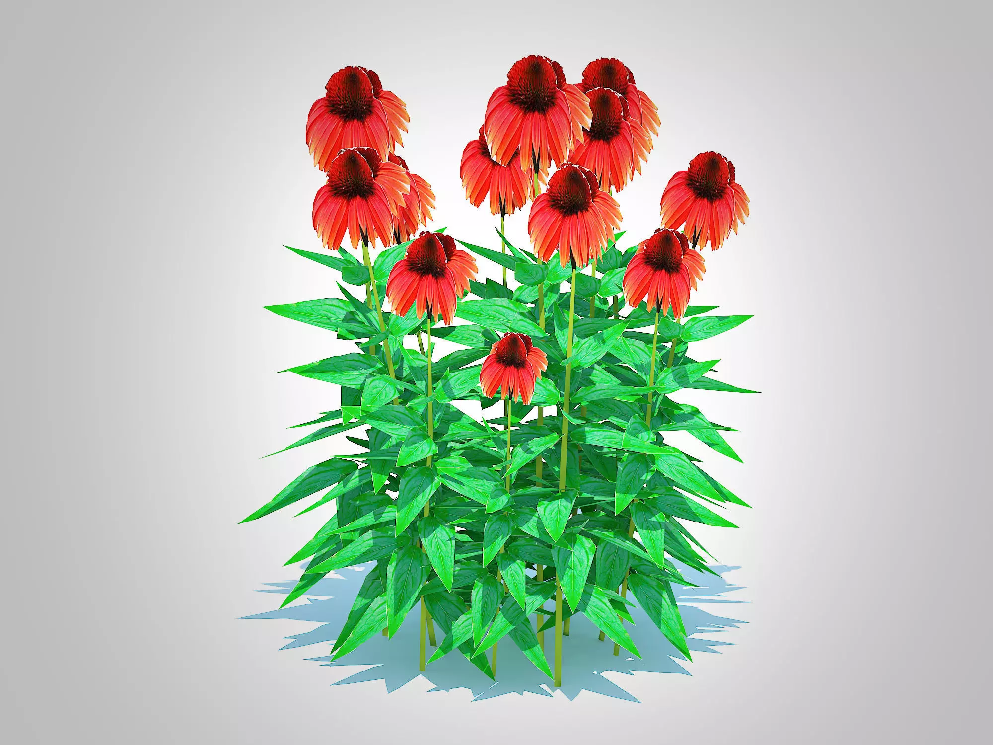Plant  Echinacea Big Sky Sundown - Coneflower  Low-poly 3D model_0