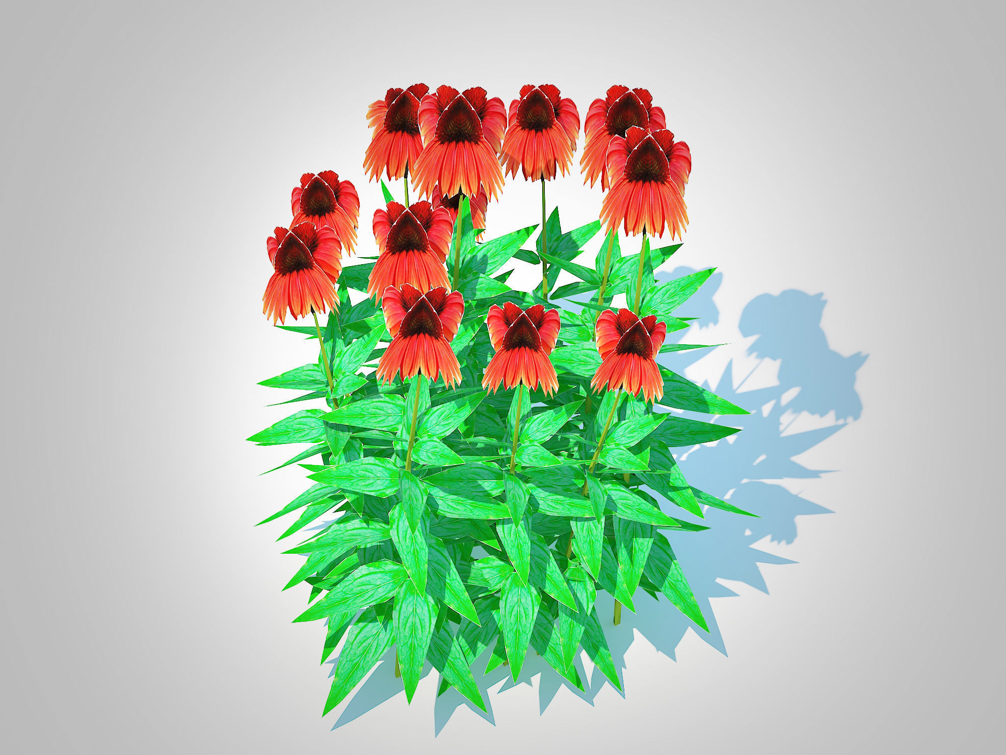Plant  Echinacea Big Sky Sundown - Coneflower  Low-poly 3D model_4
