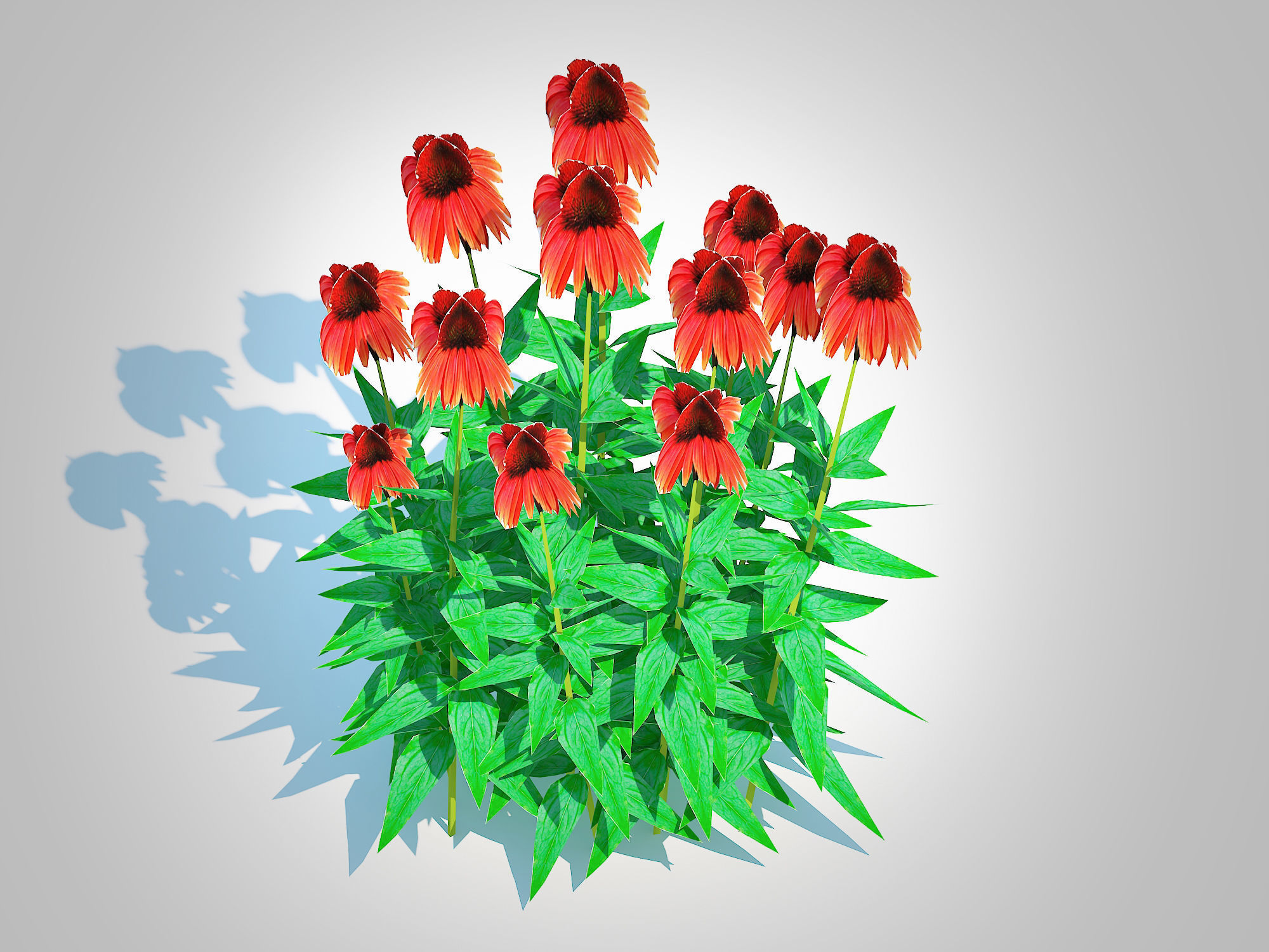 Plant  Echinacea Big Sky Sundown - Coneflower  Low-poly 3D model_2