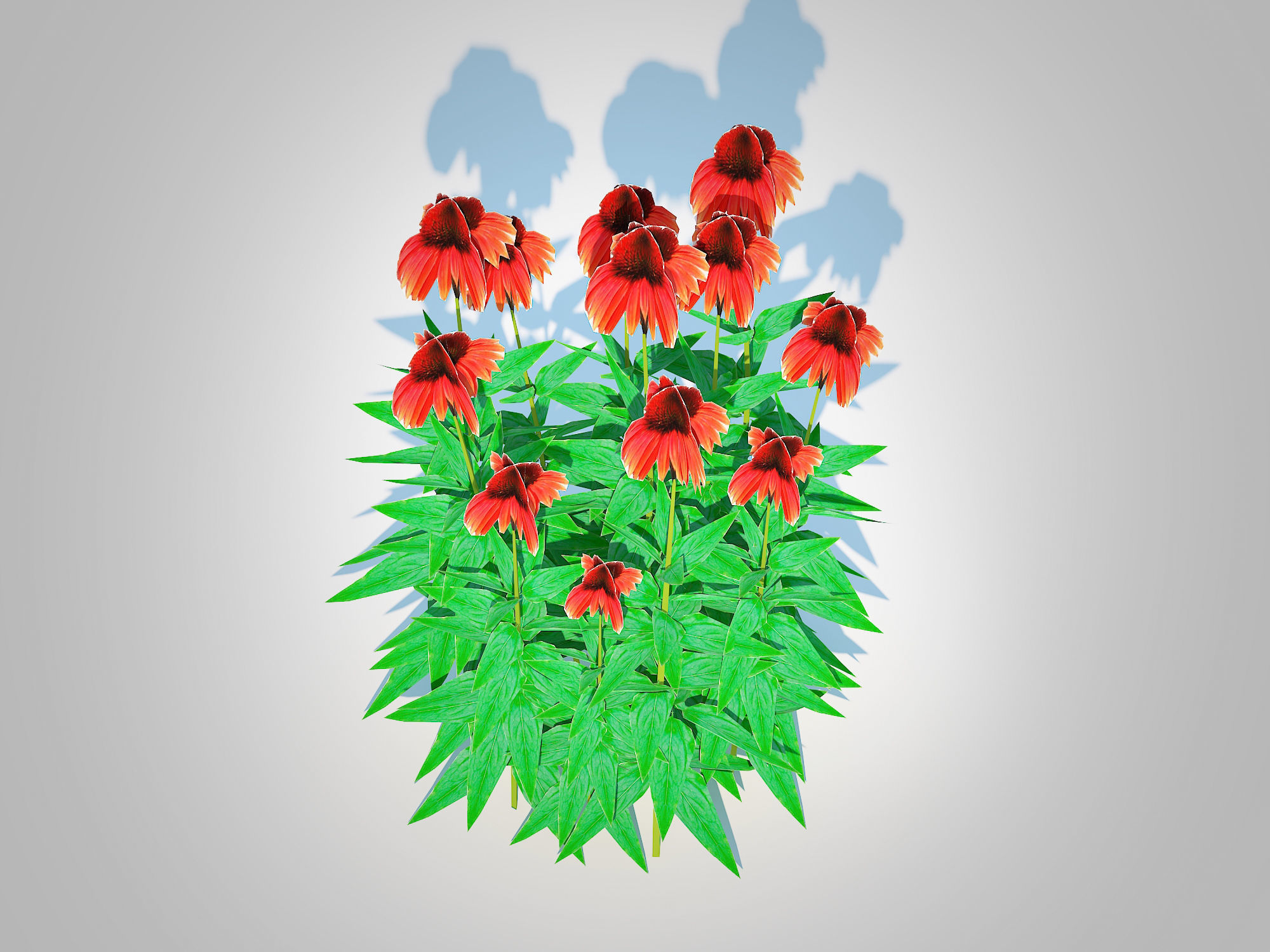 Plant  Echinacea Big Sky Sundown - Coneflower  Low-poly 3D model_3