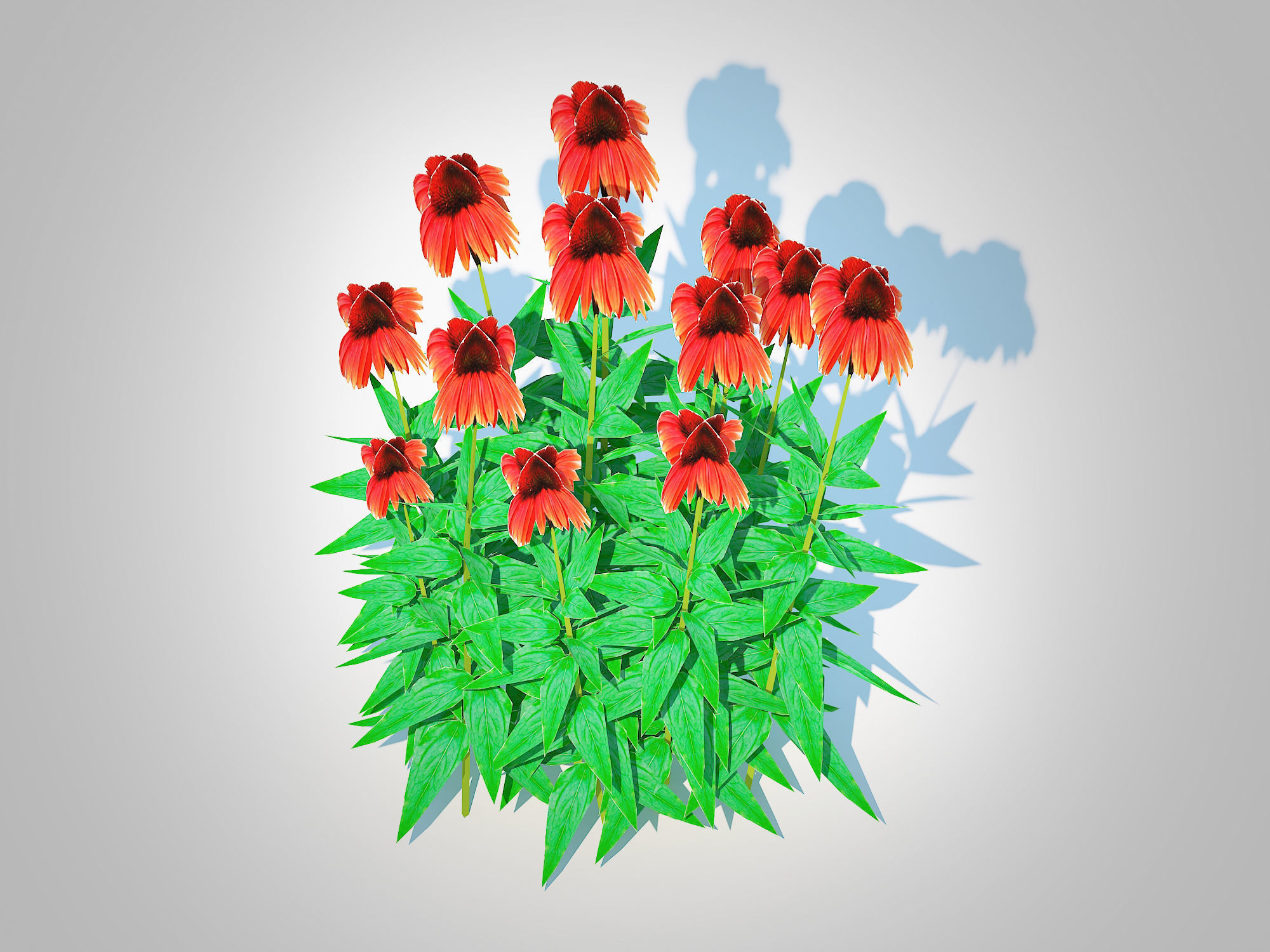 Plant  Echinacea Big Sky Sundown - Coneflower  Low-poly 3D model_1