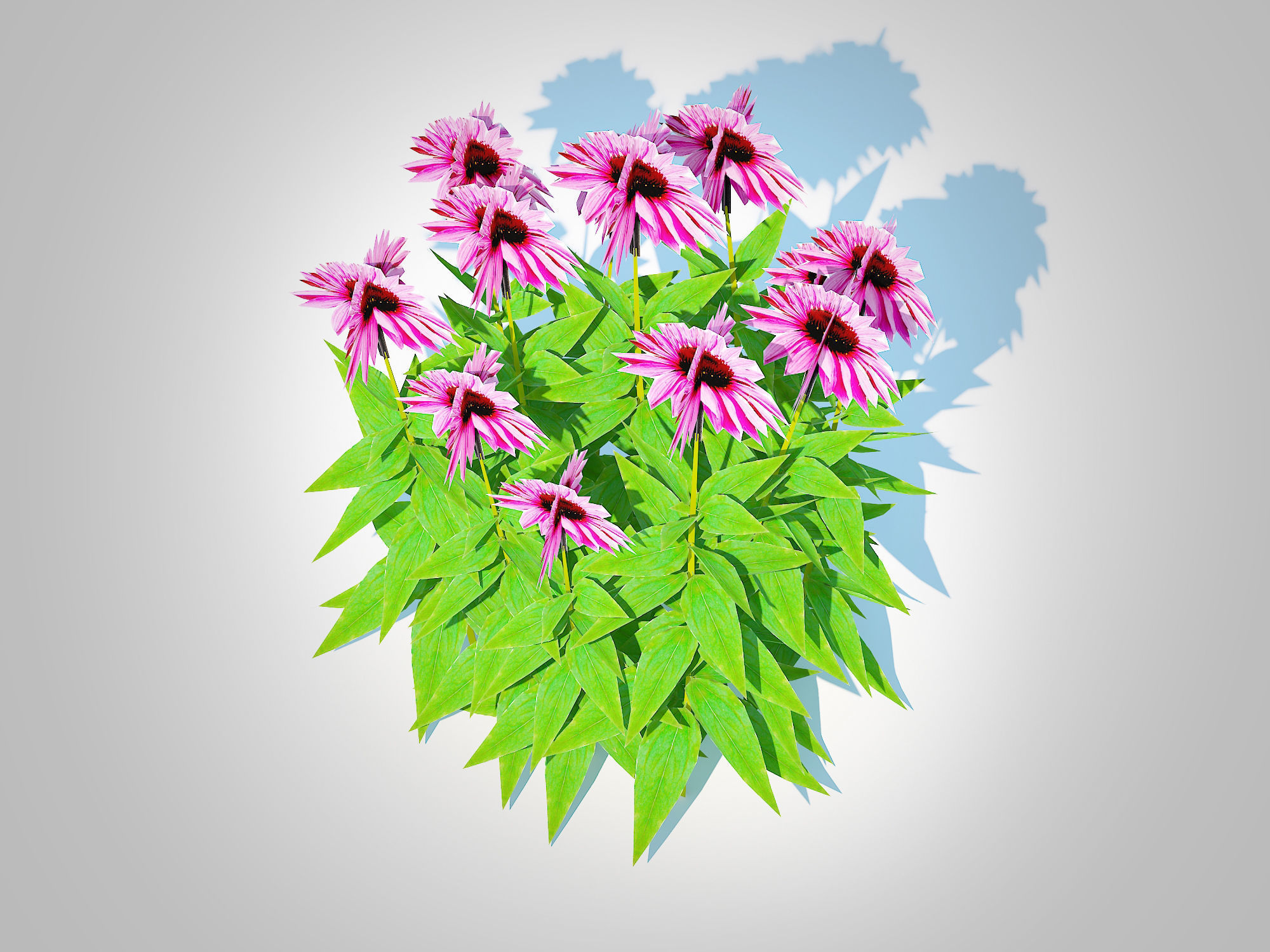 Plant  Echinacea Merlot - Coneflower  Low-poly 3D model_3