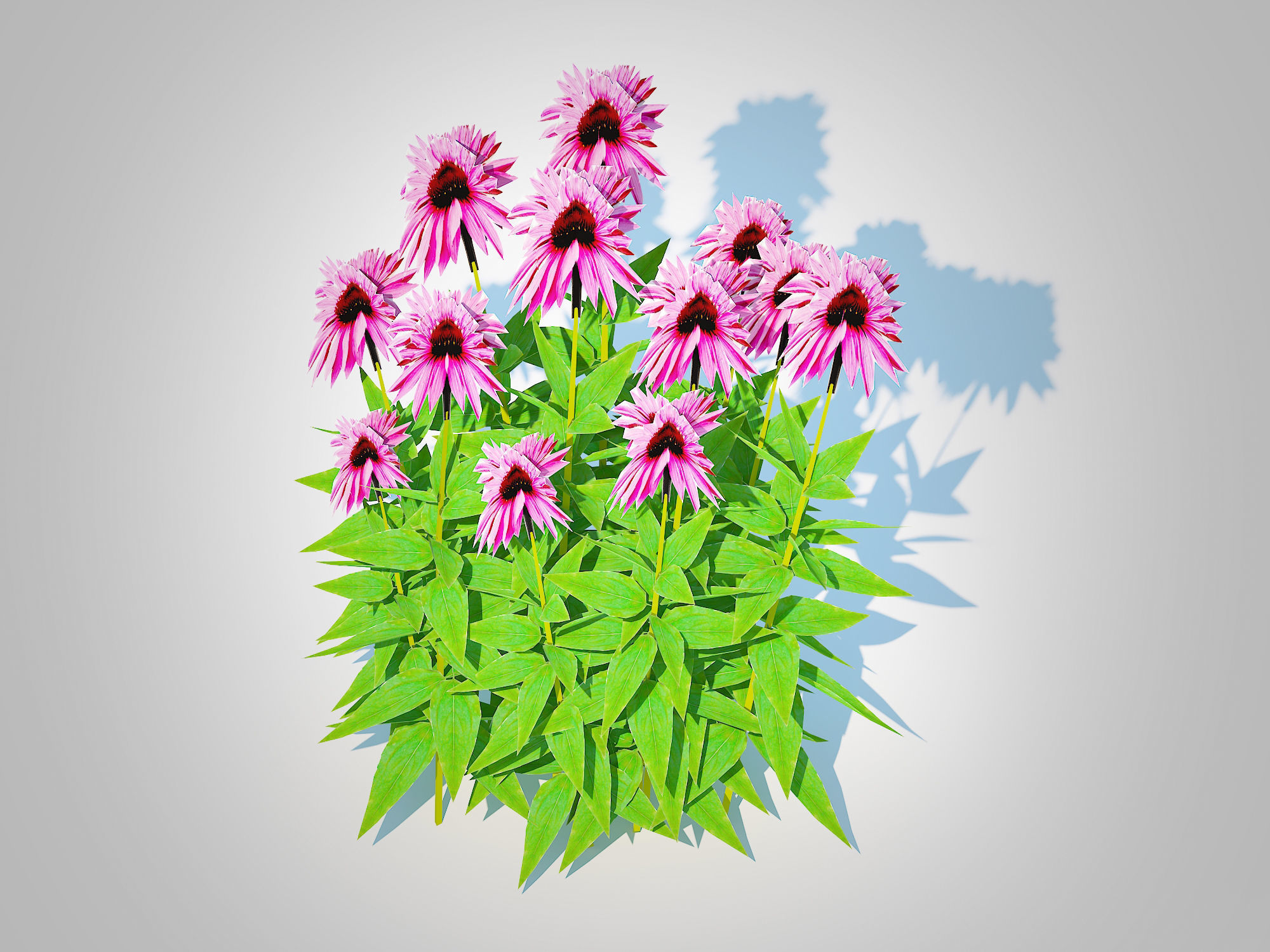 Plant  Echinacea Merlot - Coneflower  Low-poly 3D model_2