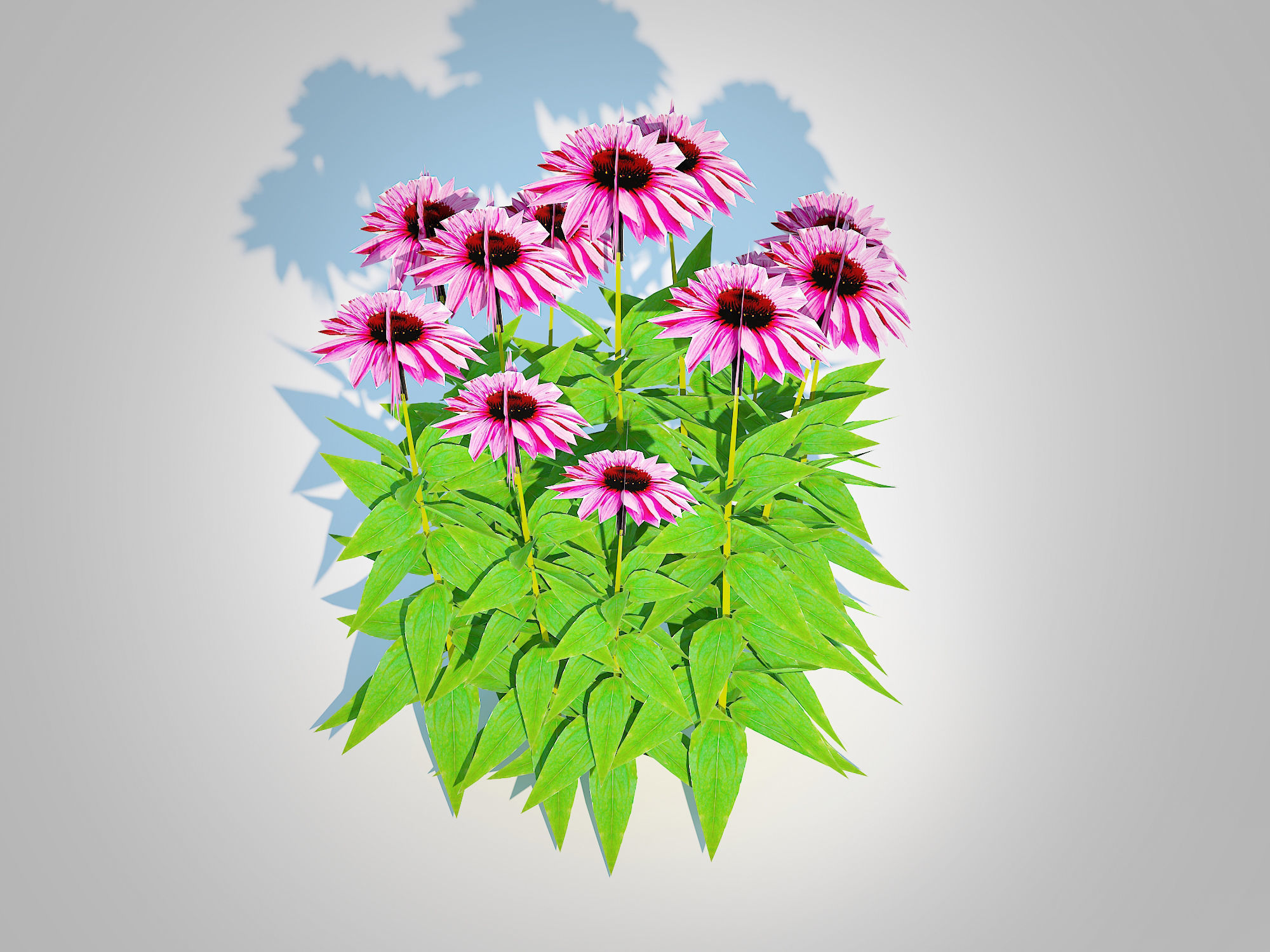 Plant  Echinacea Merlot - Coneflower  Low-poly 3D model_4