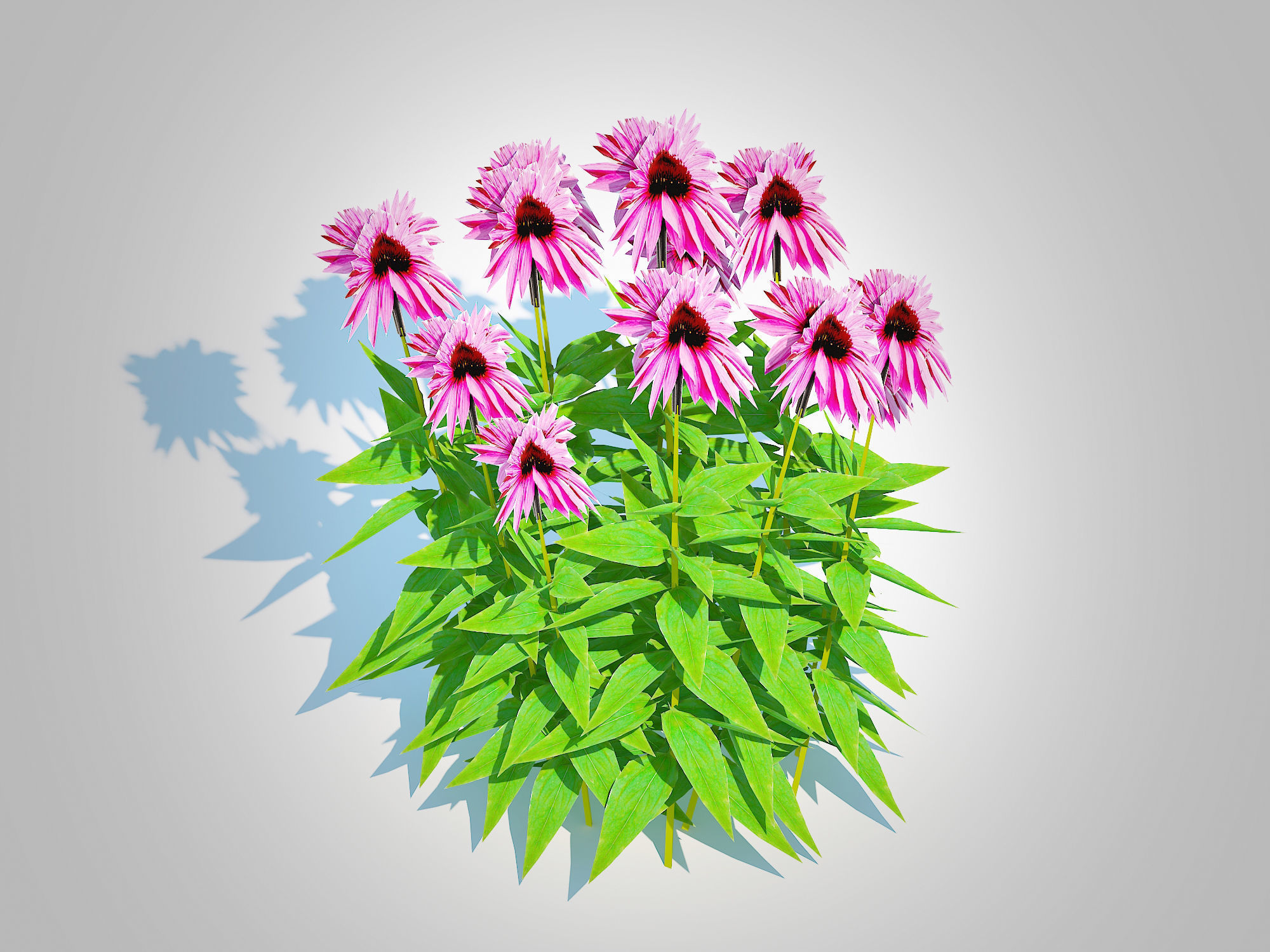 Plant  Echinacea Merlot - Coneflower  Low-poly 3D model_1
