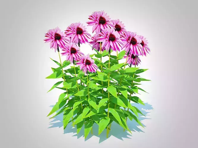 Plant  Echinacea Merlot - Coneflower  Low-poly 3D model