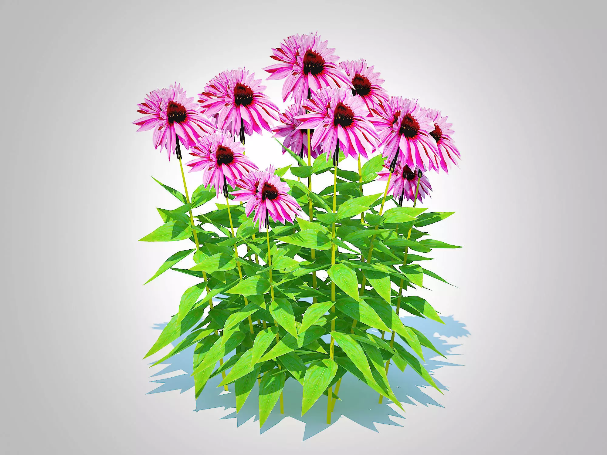 Plant  Echinacea Merlot - Coneflower  Low-poly 3D model_0