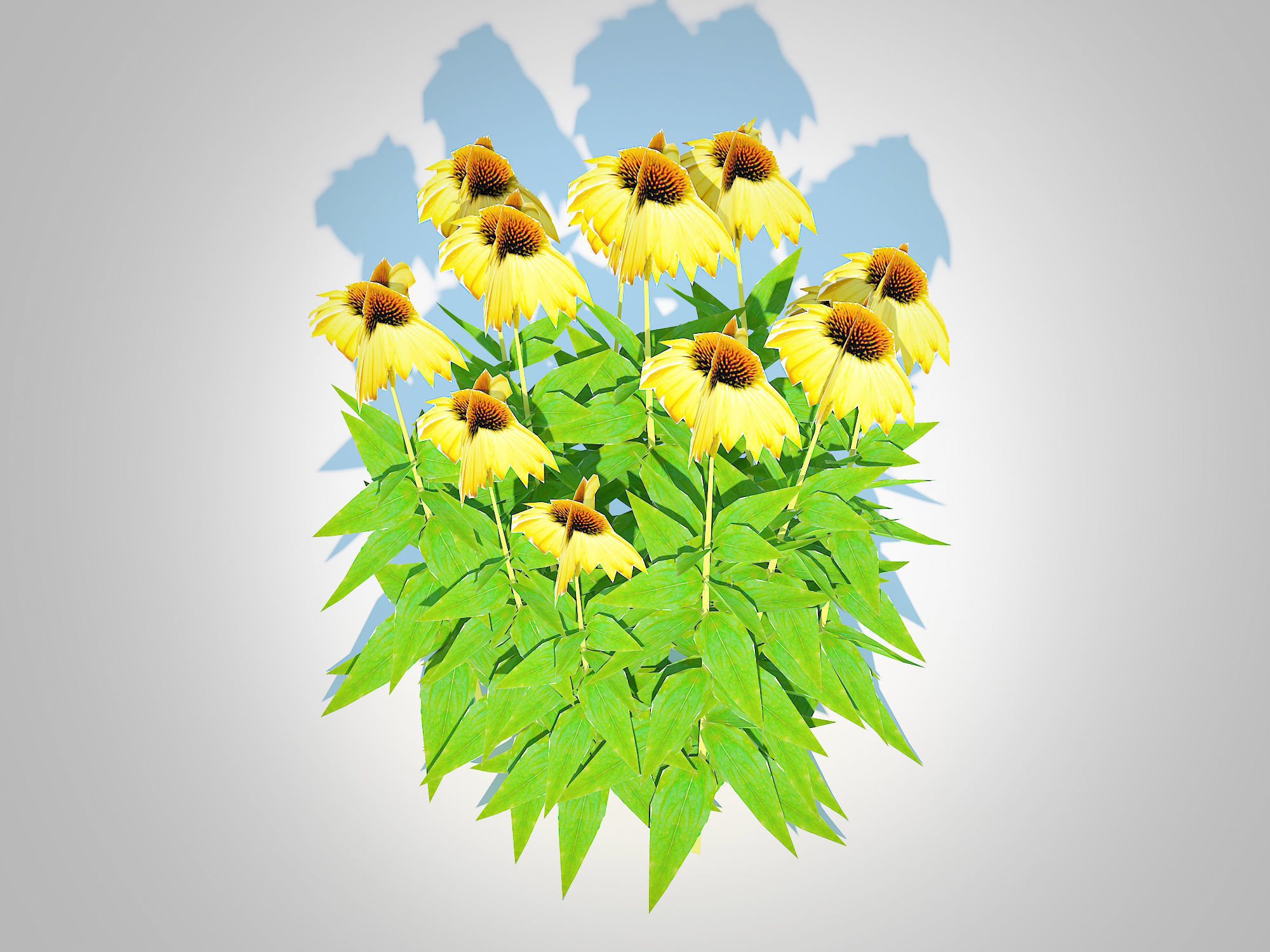 Plant   Echinacea Paradoxa - Coneflower Low-poly 3D model_4