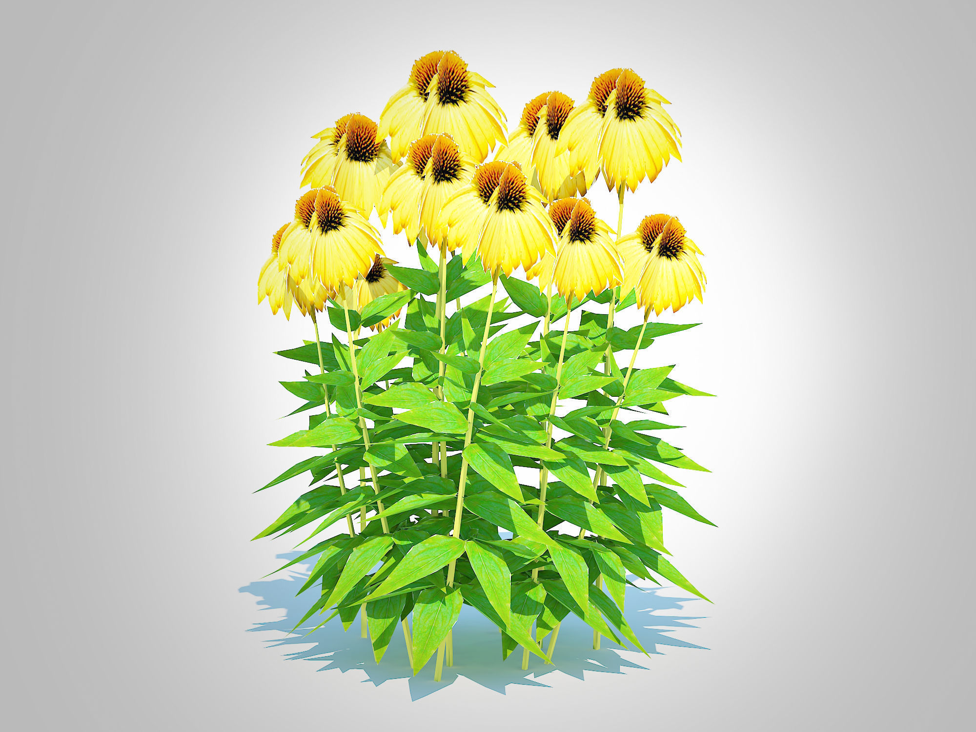 Plant   Echinacea Paradoxa - Coneflower Low-poly 3D model_1