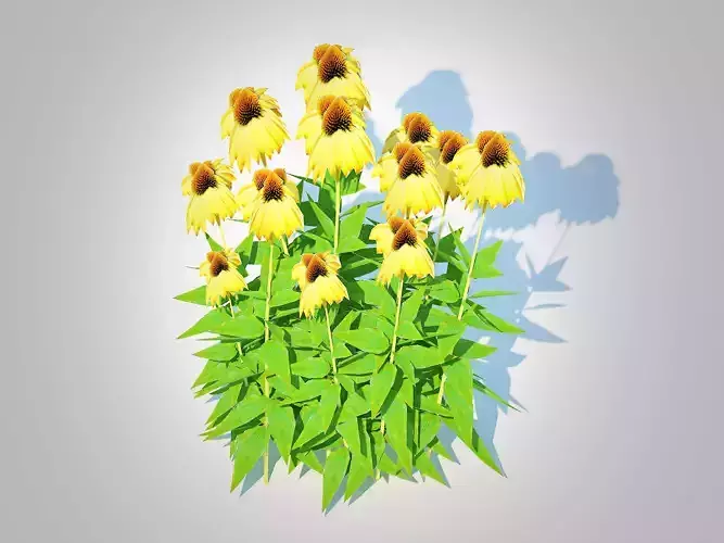 Plant   Echinacea Paradoxa - Coneflower Low-poly 3D model Plant   Echinacea Paradoxa - Coneflower Low-poly 3D model