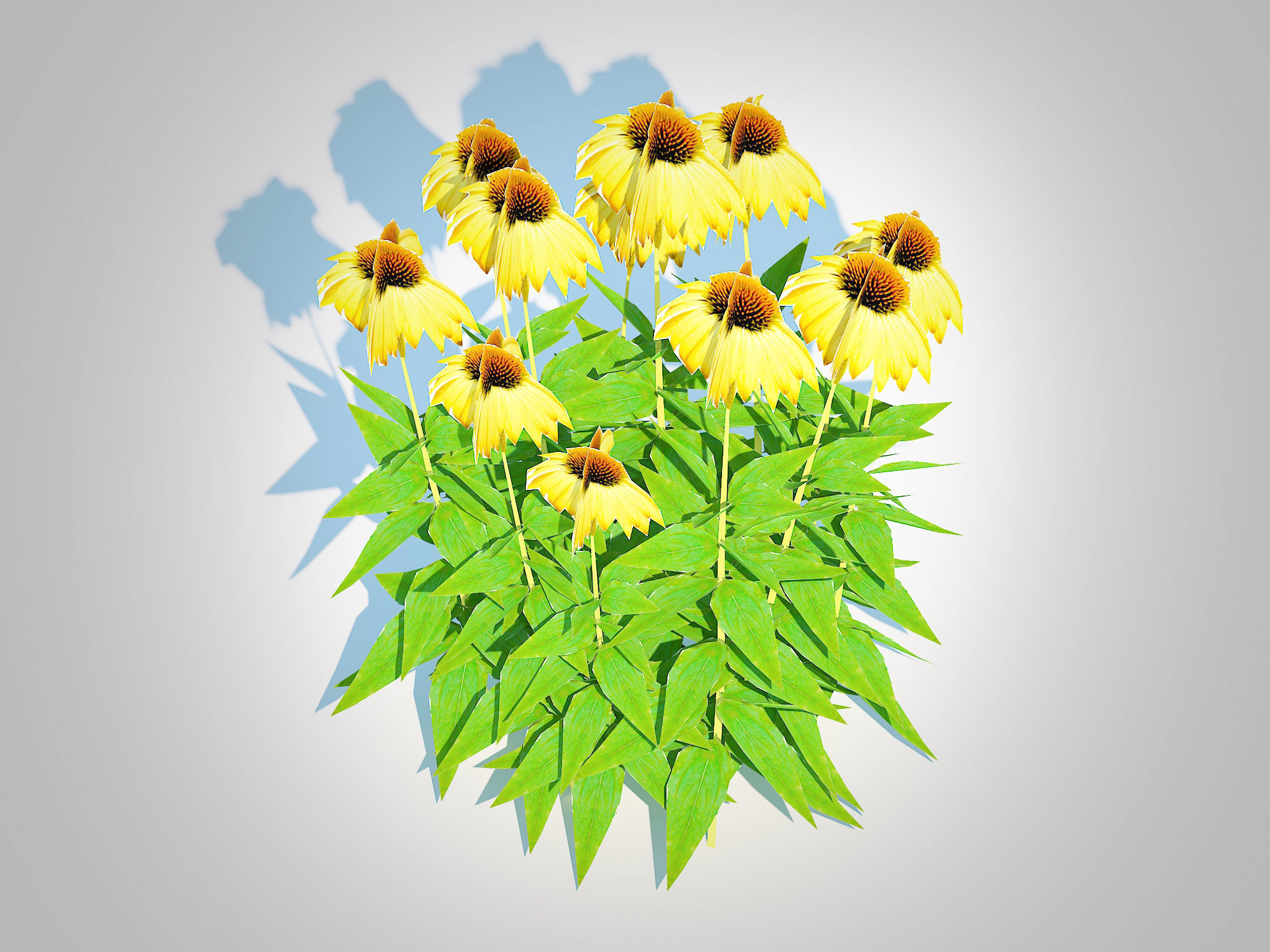 Plant   Echinacea Paradoxa - Coneflower Low-poly 3D model_2