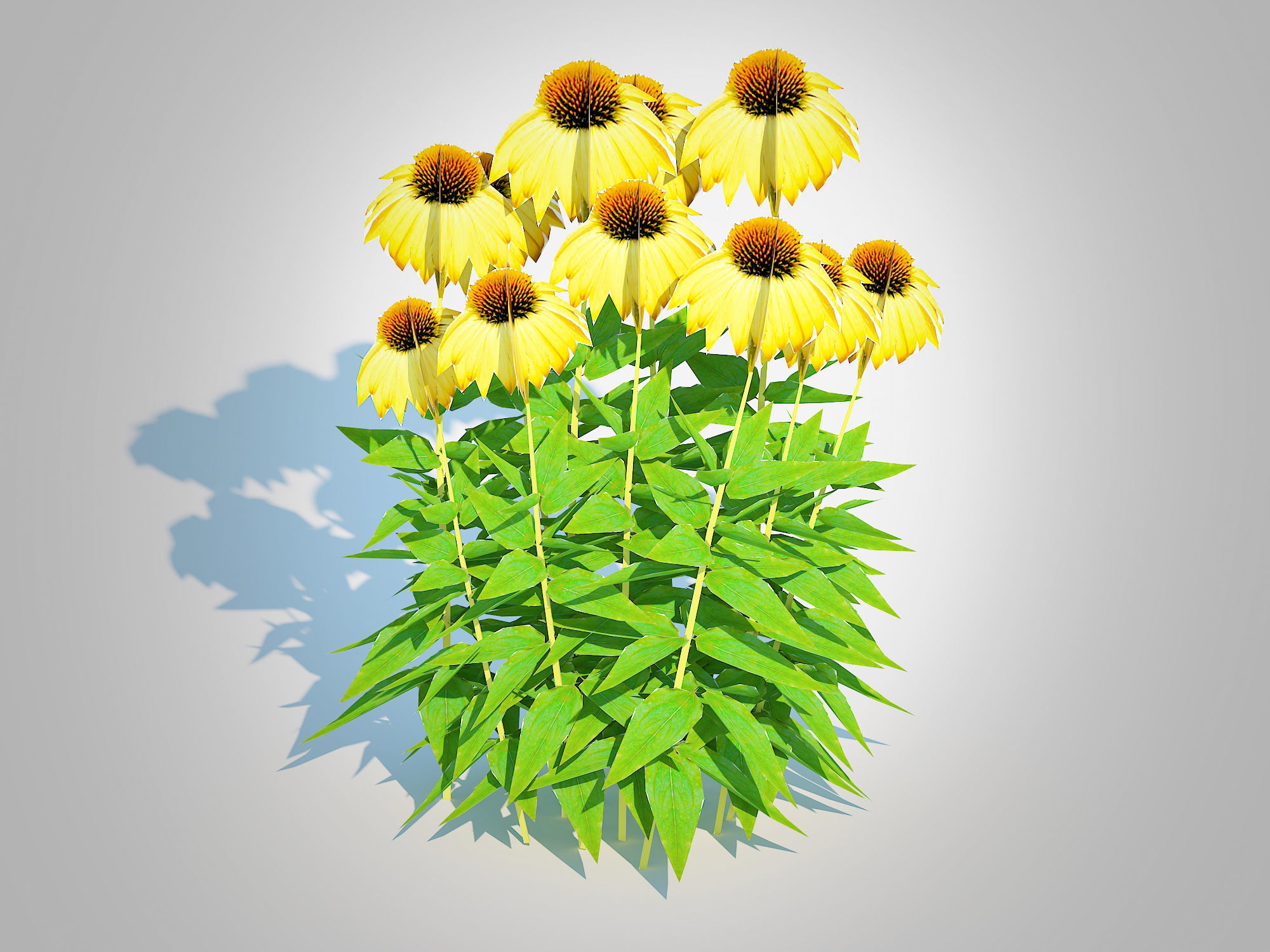 Plant   Echinacea Paradoxa - Coneflower Low-poly 3D model_3