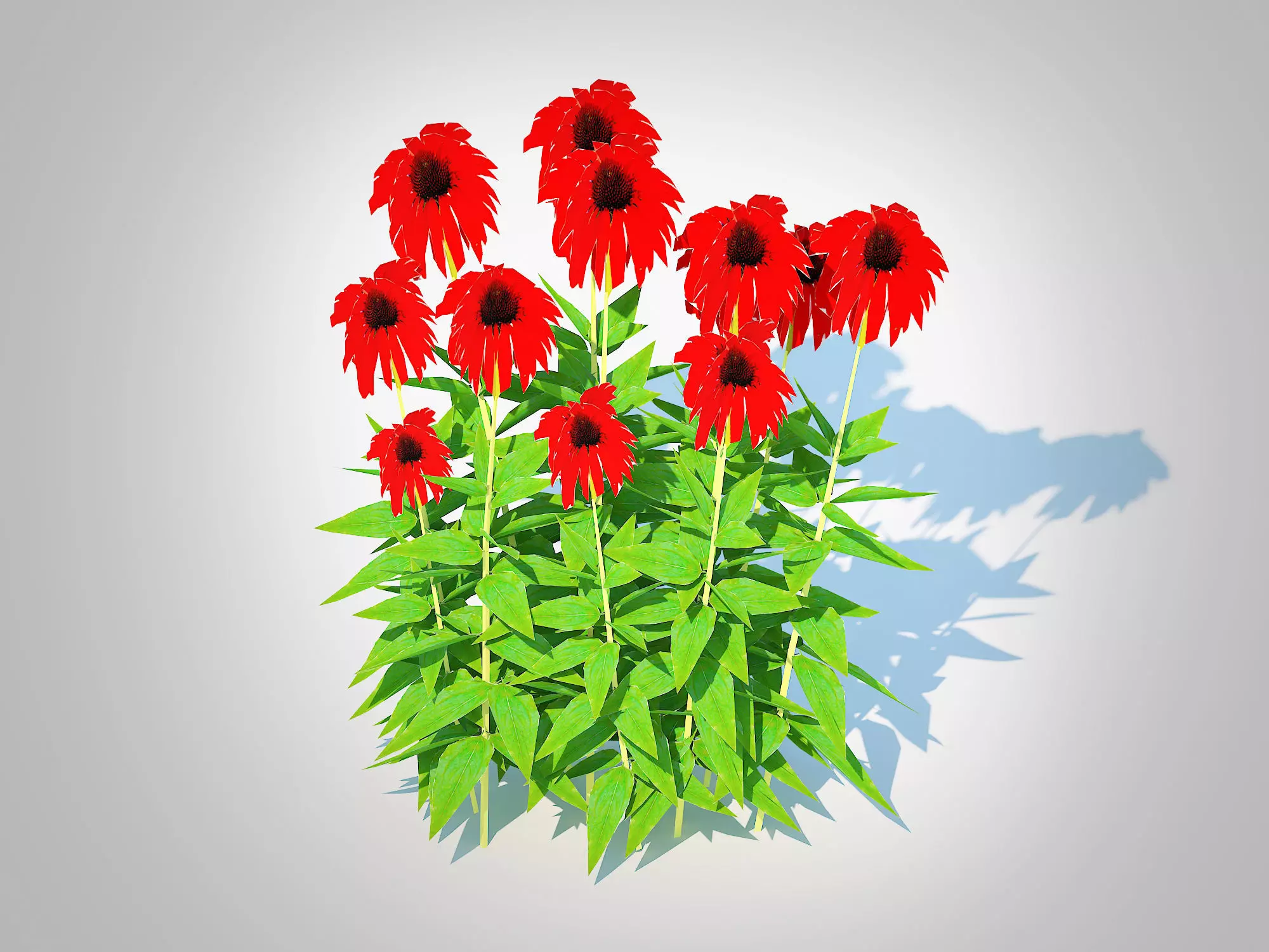Plant  Echinacea Tomato Soup - Coneflower Low-poly 3D model_0