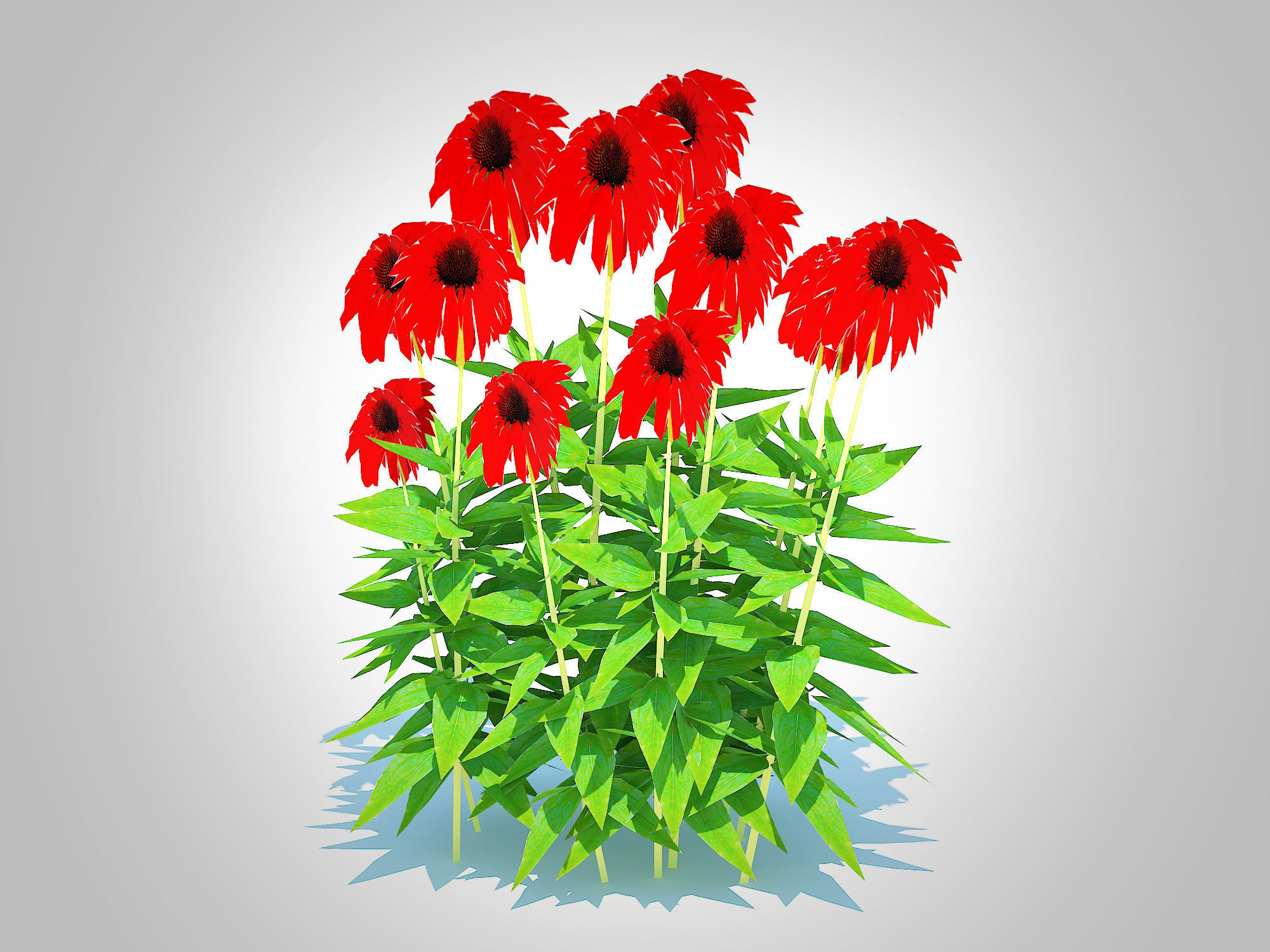 Plant  Echinacea Tomato Soup - Coneflower Low-poly 3D model_2