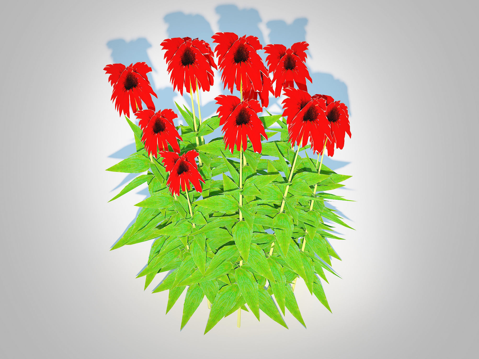 Plant  Echinacea Tomato Soup - Coneflower Low-poly 3D model_4