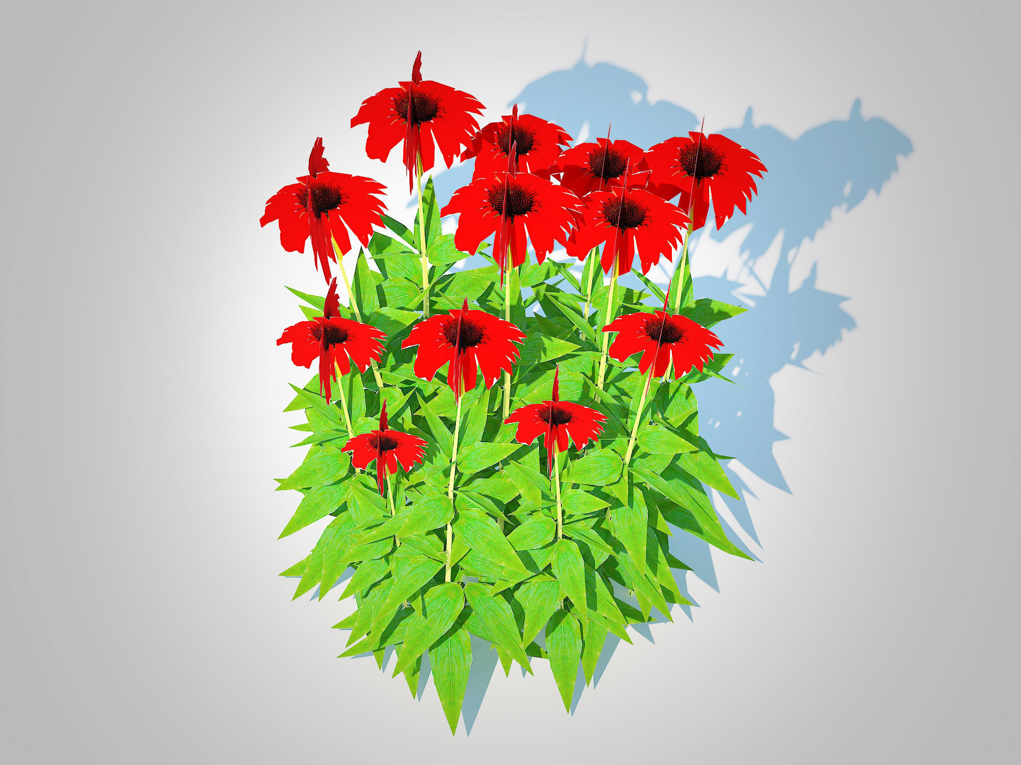 Plant  Echinacea Tomato Soup - Coneflower Low-poly 3D model_3