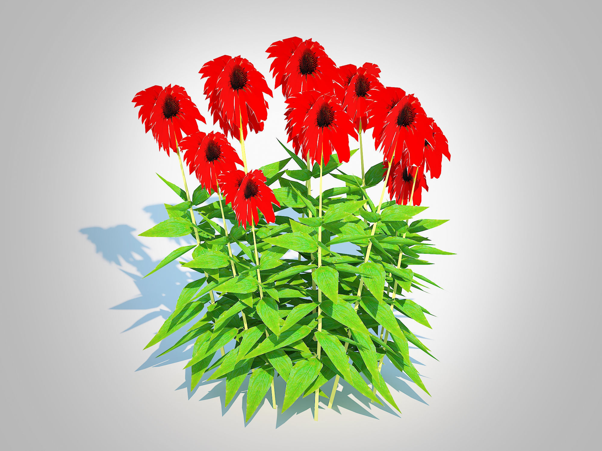 Plant  Echinacea Tomato Soup - Coneflower Low-poly 3D model_1