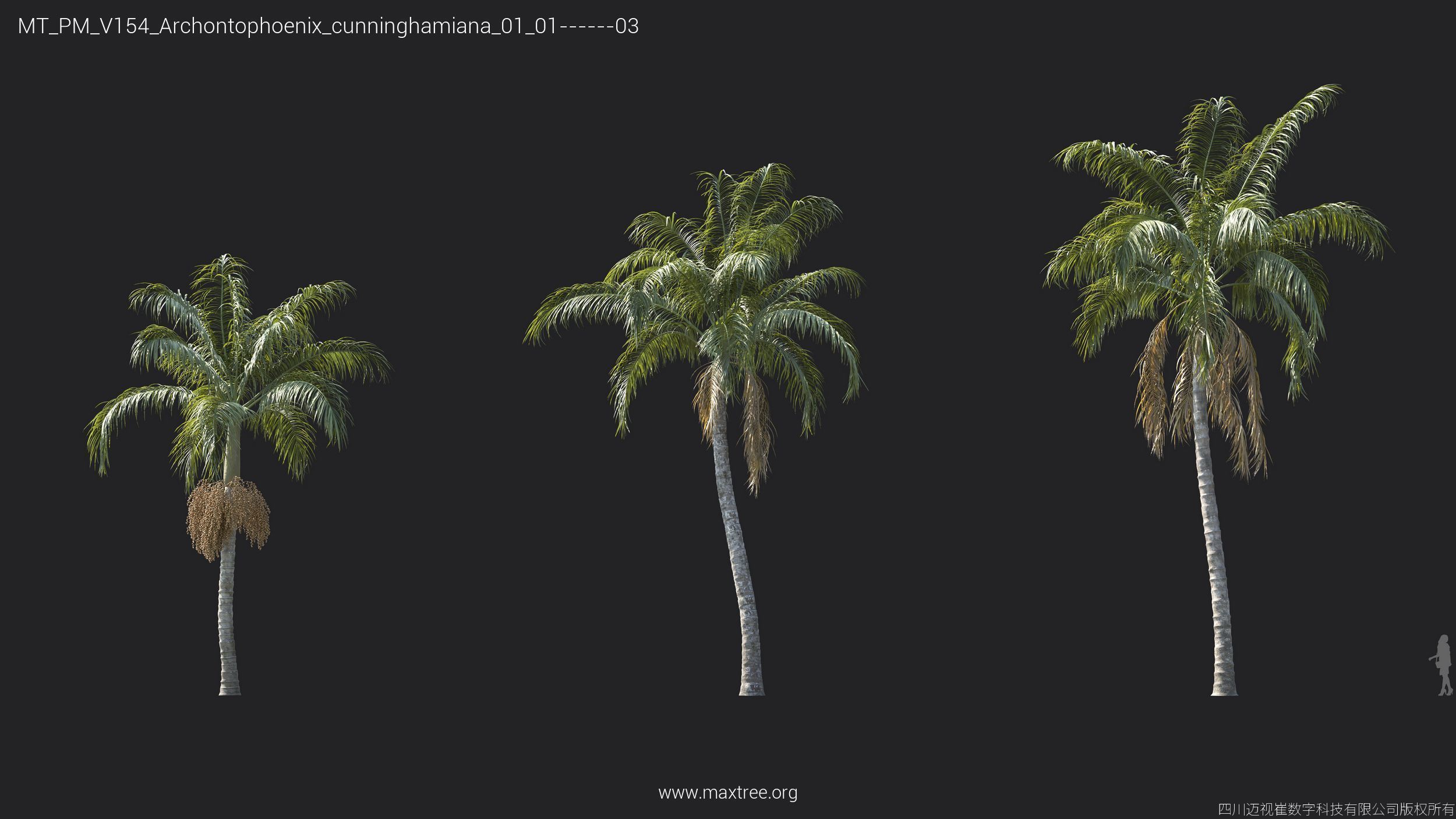 Maxtree Plant Models Vol 154 - Mesh 3D model_6