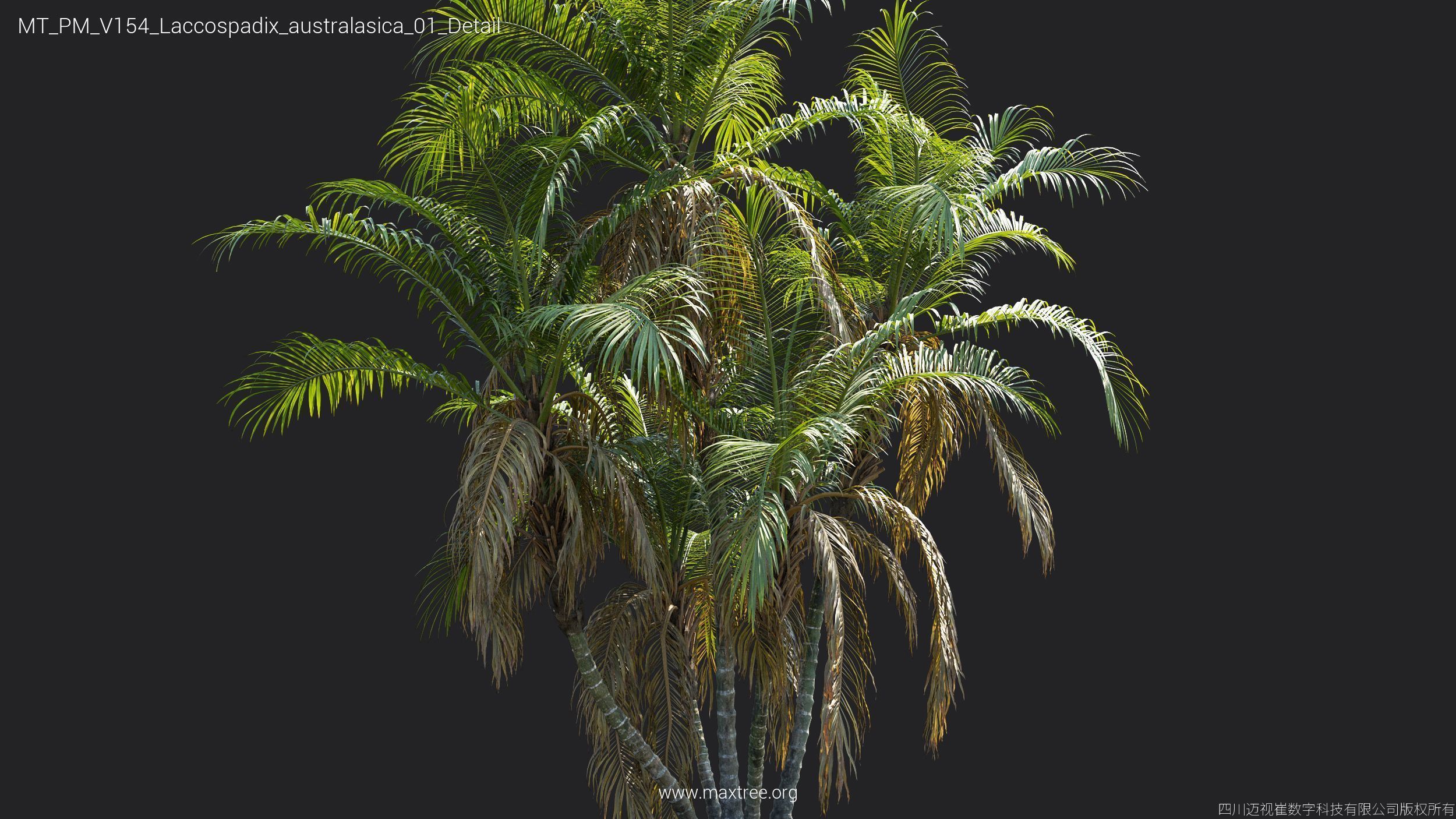 Maxtree Plant Models Vol 154 - Mesh 3D model_13