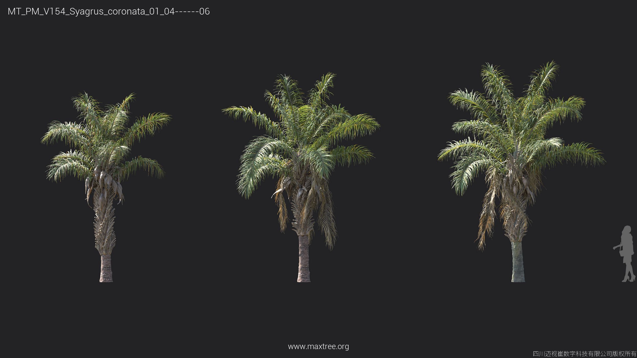 Maxtree Plant Models Vol 154 - Mesh 3D model_31