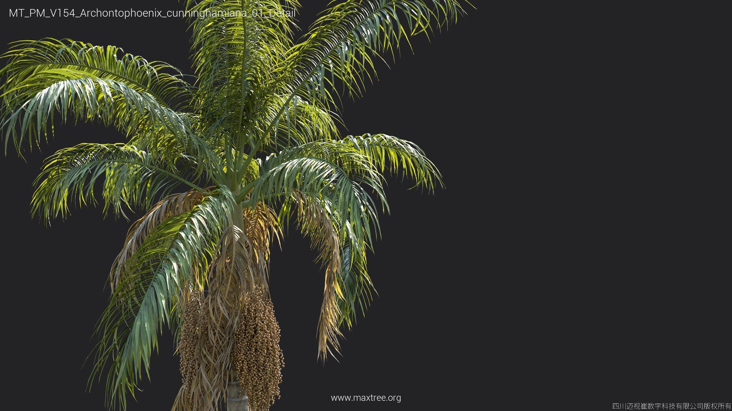 Maxtree Plant Models Vol 154 - Mesh 3D model_8