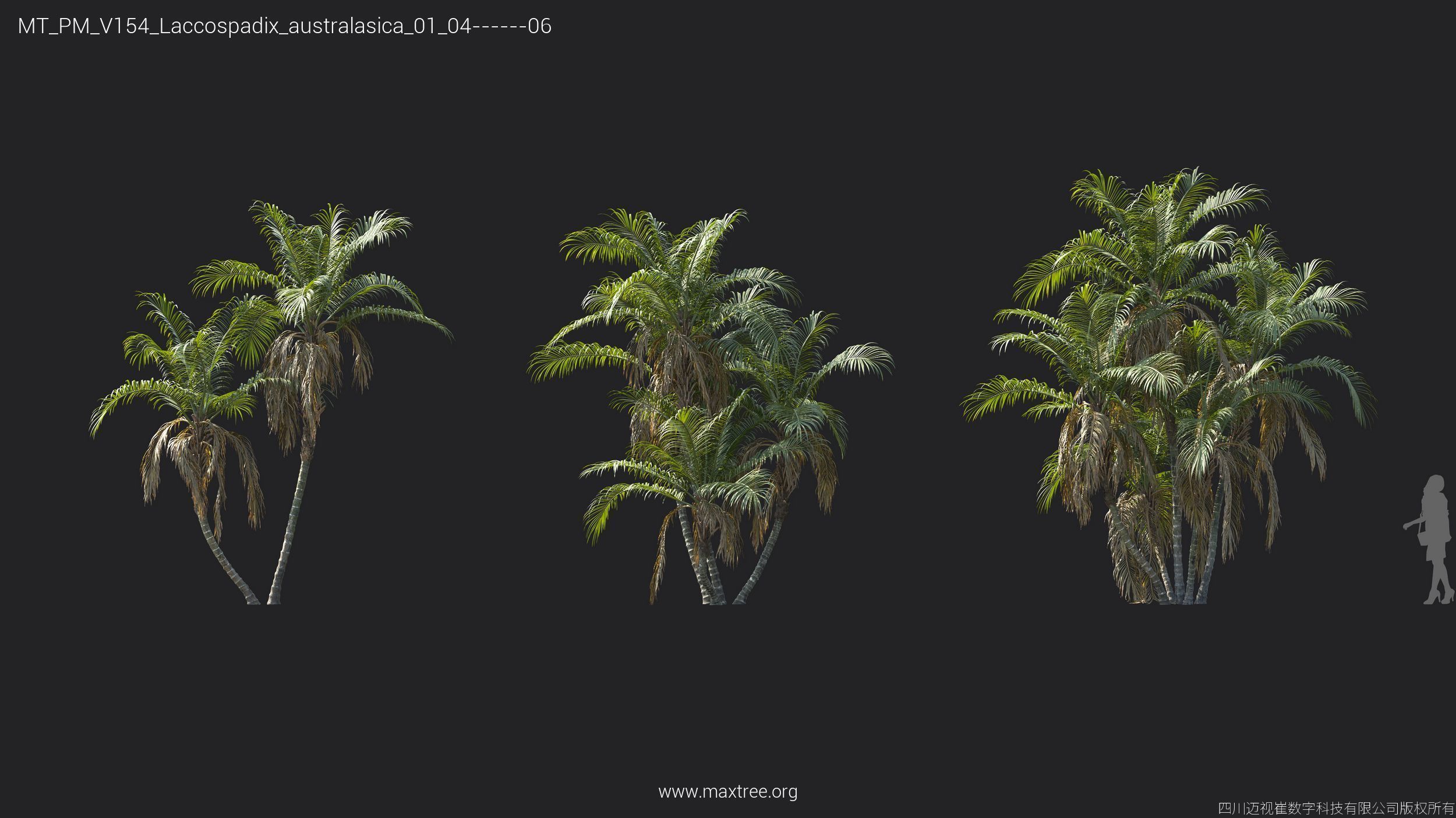 Maxtree Plant Models Vol 154 - Mesh 3D model_5