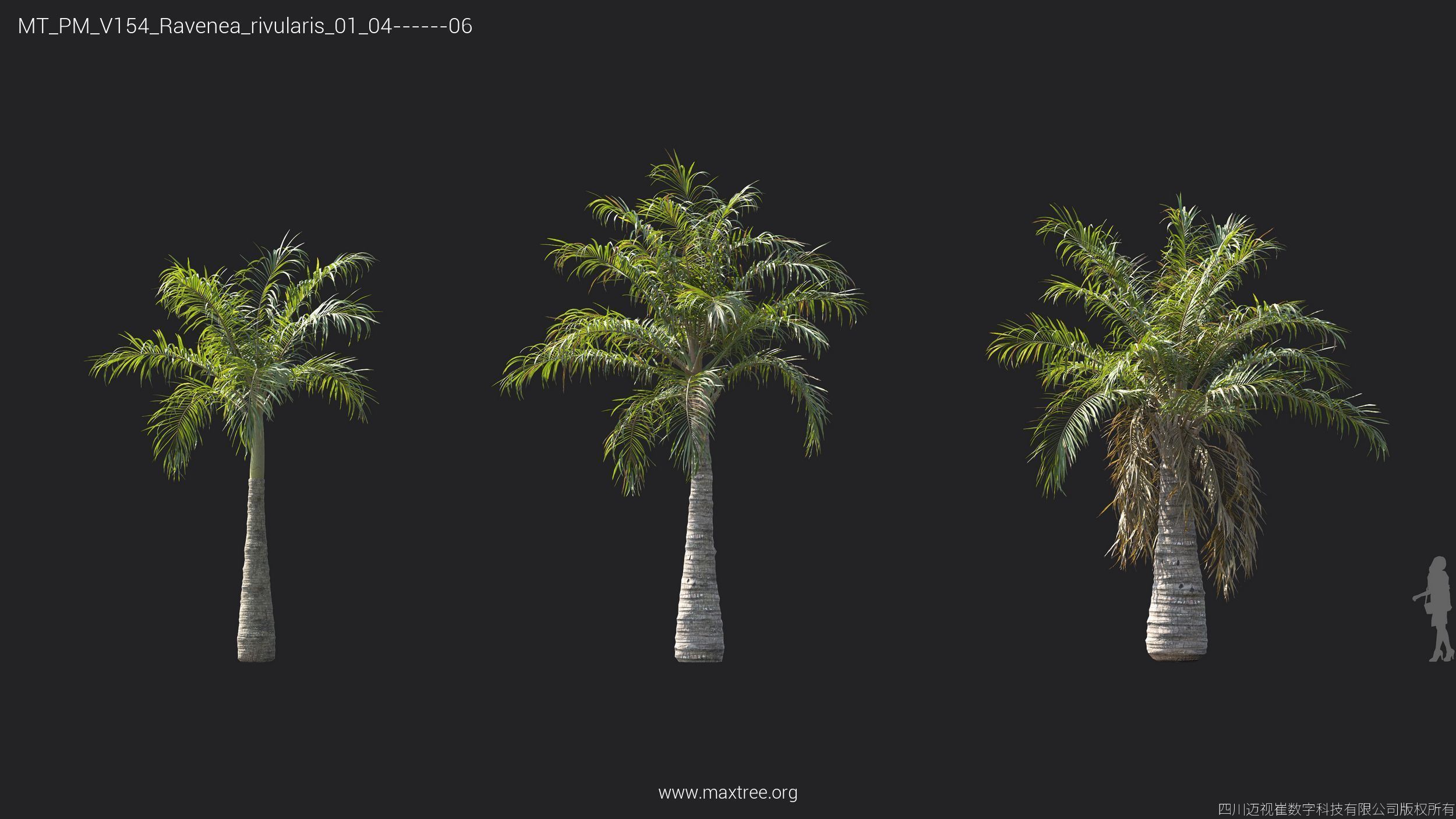 Maxtree Plant Models Vol 154 - Mesh 3D model_9