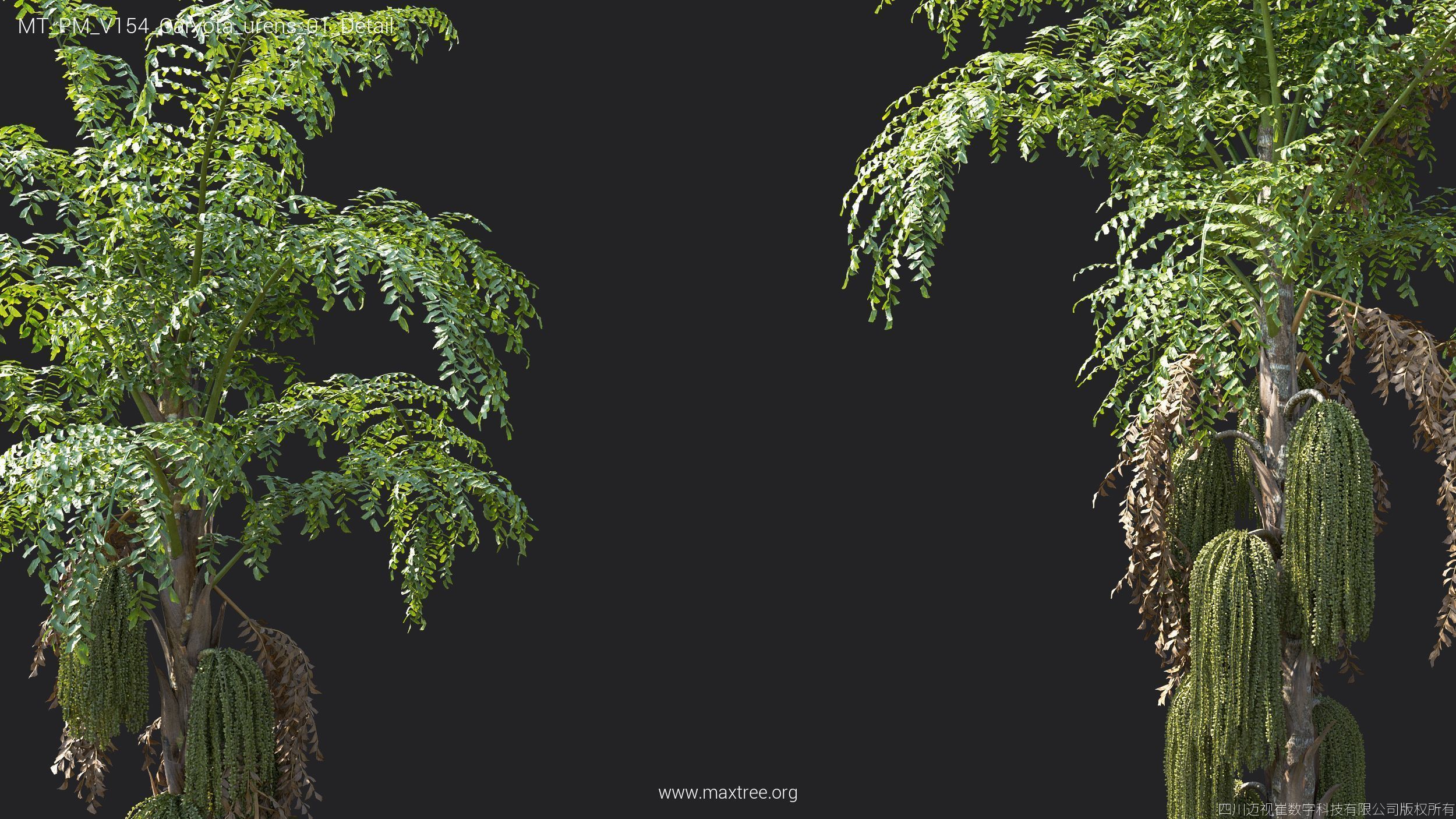 Maxtree Plant Models Vol 154 - Mesh 3D model_33