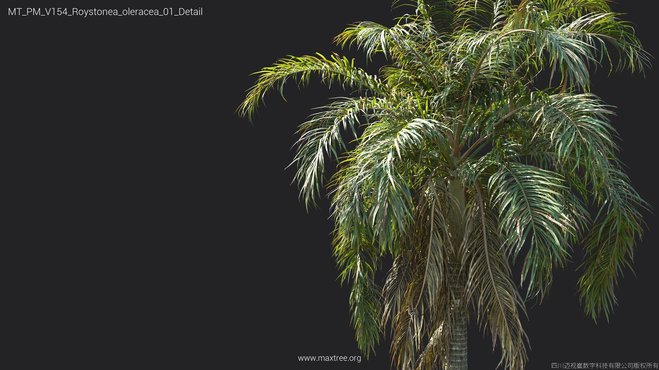 Maxtree Plant Models Vol 154 - Mesh 3D model_36