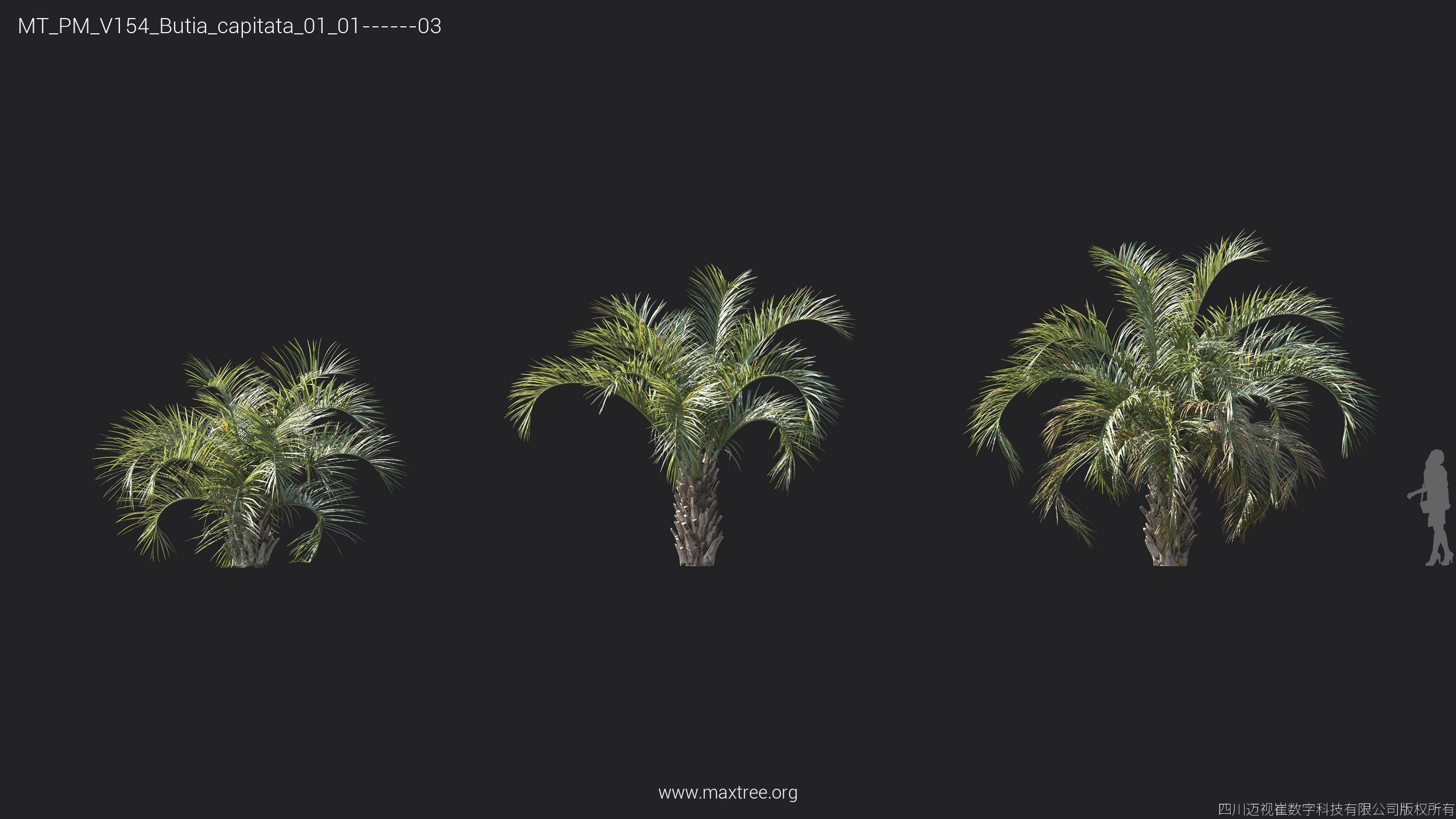 Maxtree Plant Models Vol 154 - Mesh 3D model_14