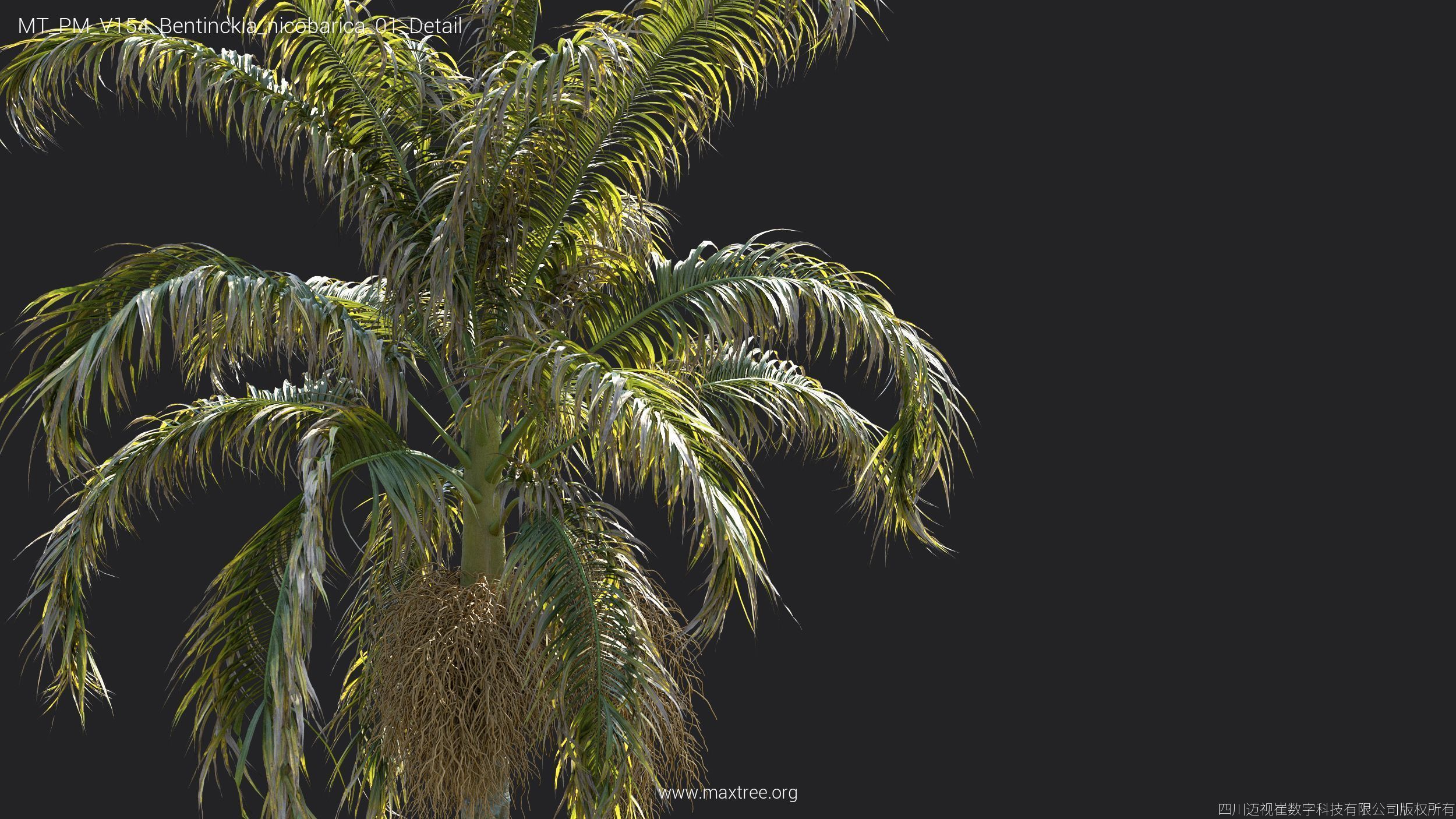Maxtree Plant Models Vol 154 - Mesh 3D model_37