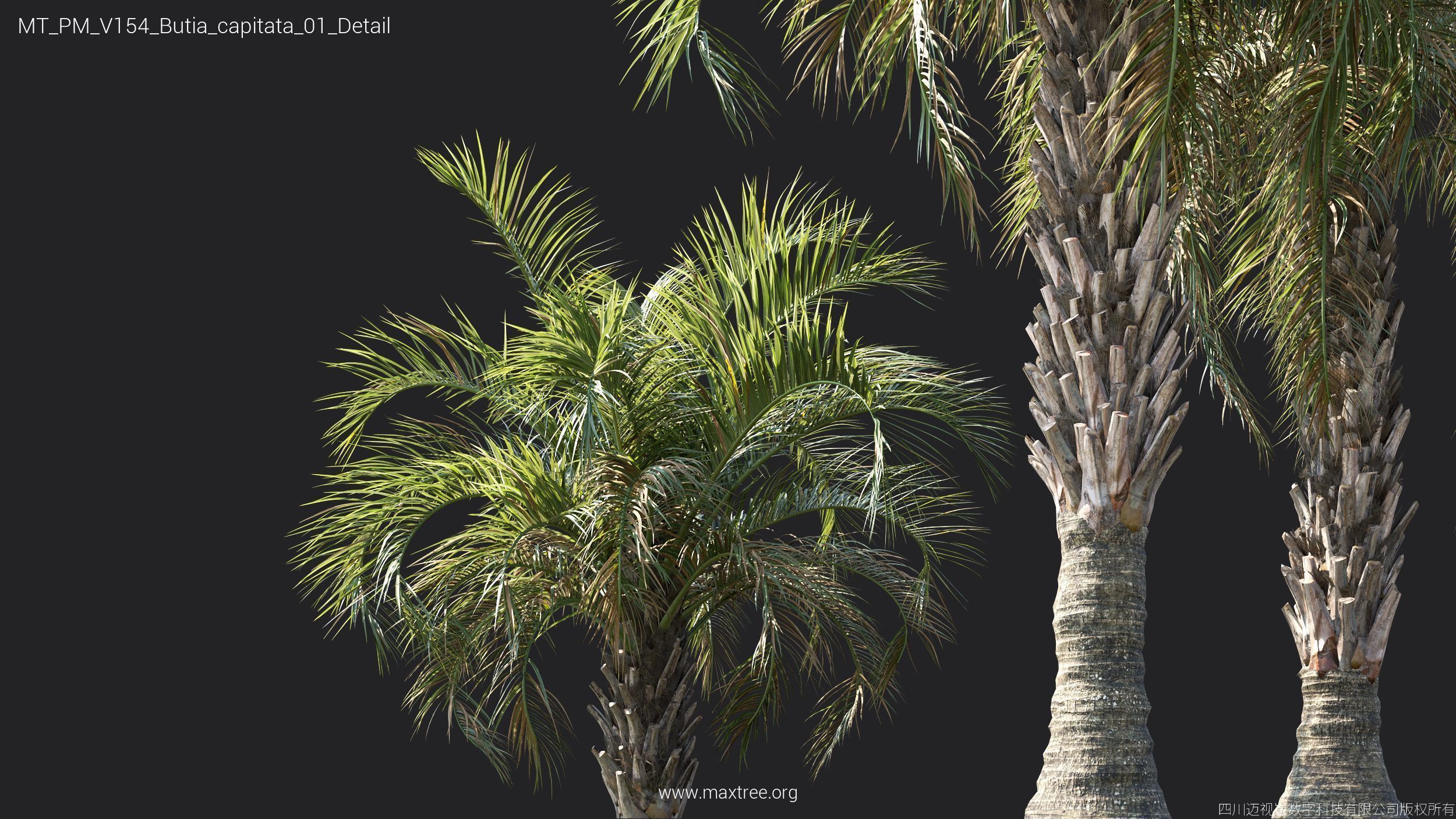 Maxtree Plant Models Vol 154 - Mesh 3D model_40