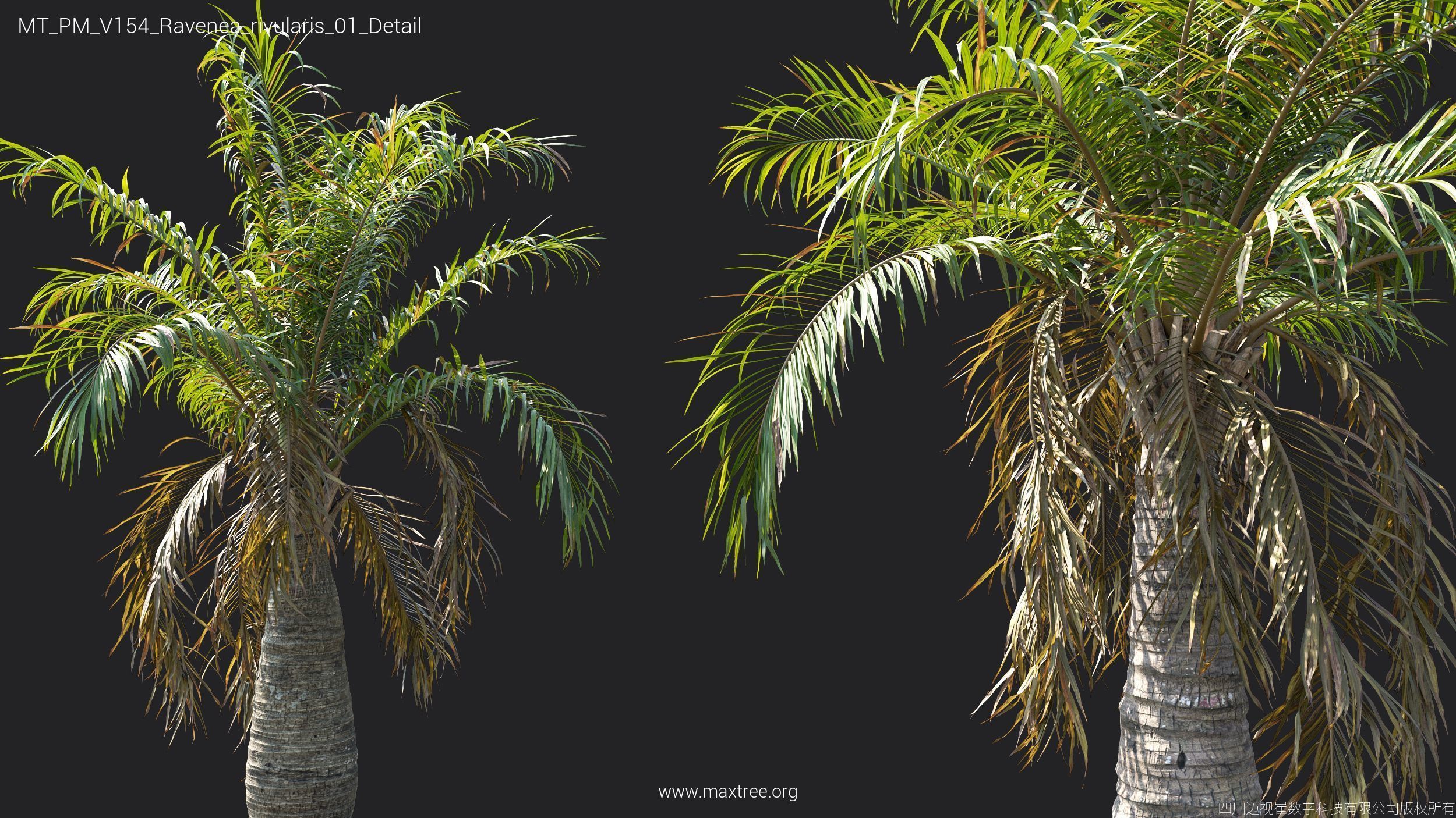 Maxtree Plant Models Vol 154 - Mesh 3D model_35