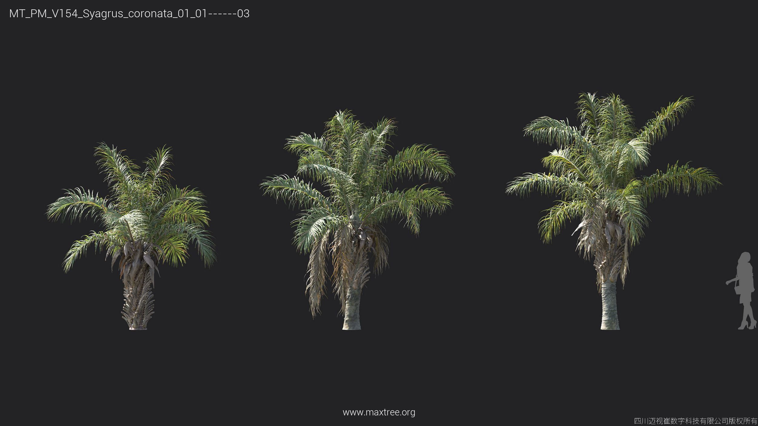 Maxtree Plant Models Vol 154 - Mesh 3D model_16