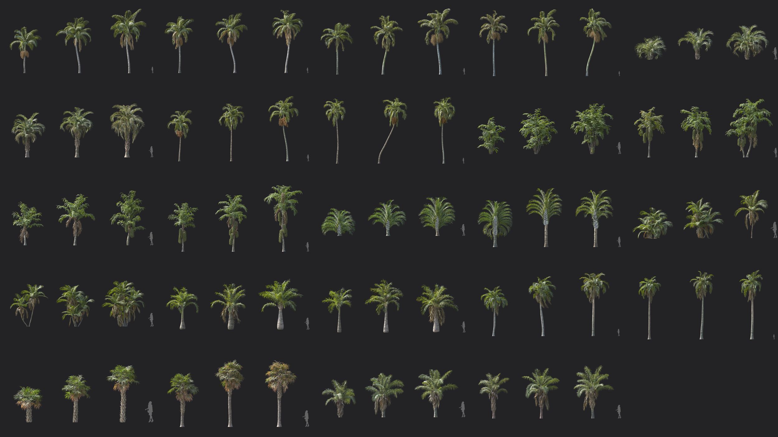 Maxtree Plant Models Vol 154 - Mesh 3D model_4