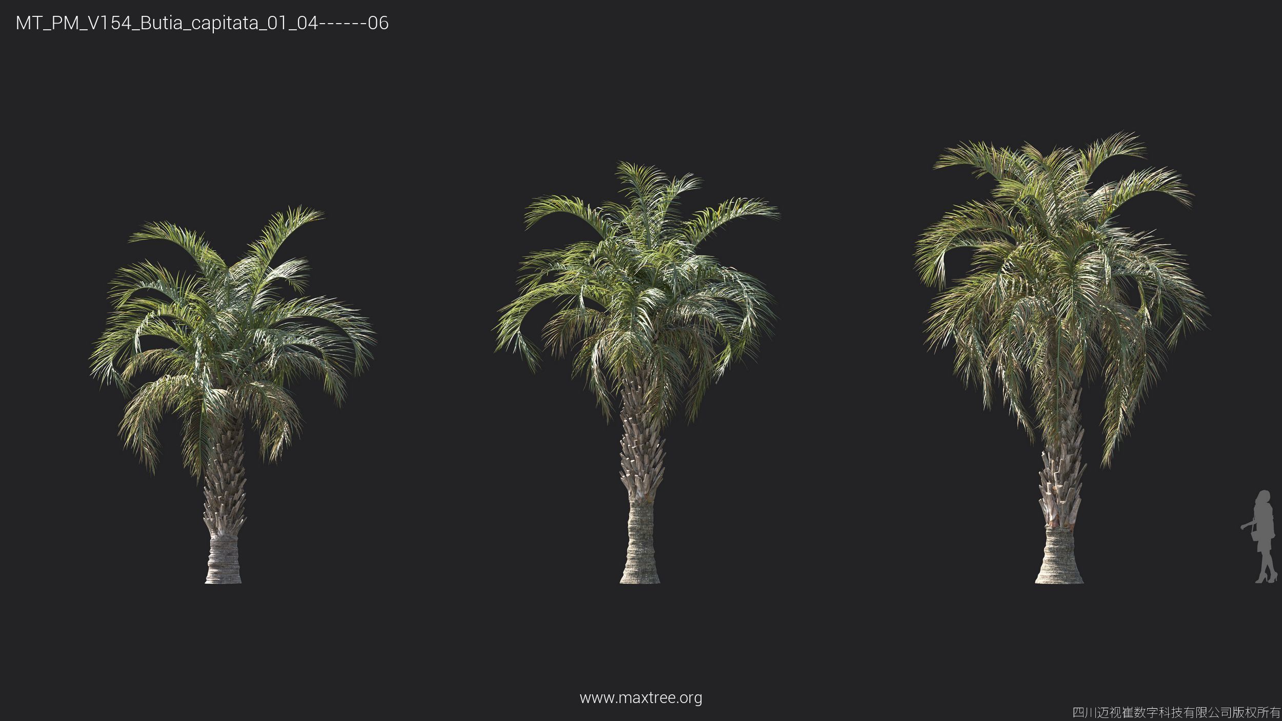 Maxtree Plant Models Vol 154 - Mesh 3D model_24