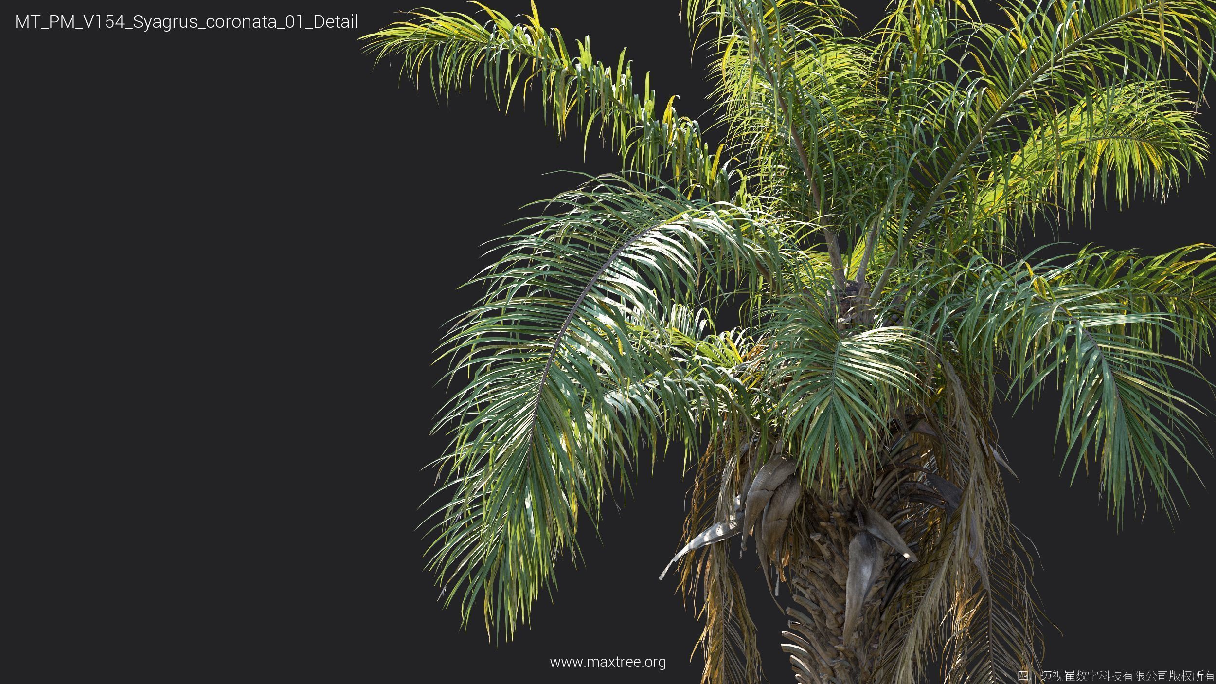 Maxtree Plant Models Vol 154 - Mesh 3D model_10
