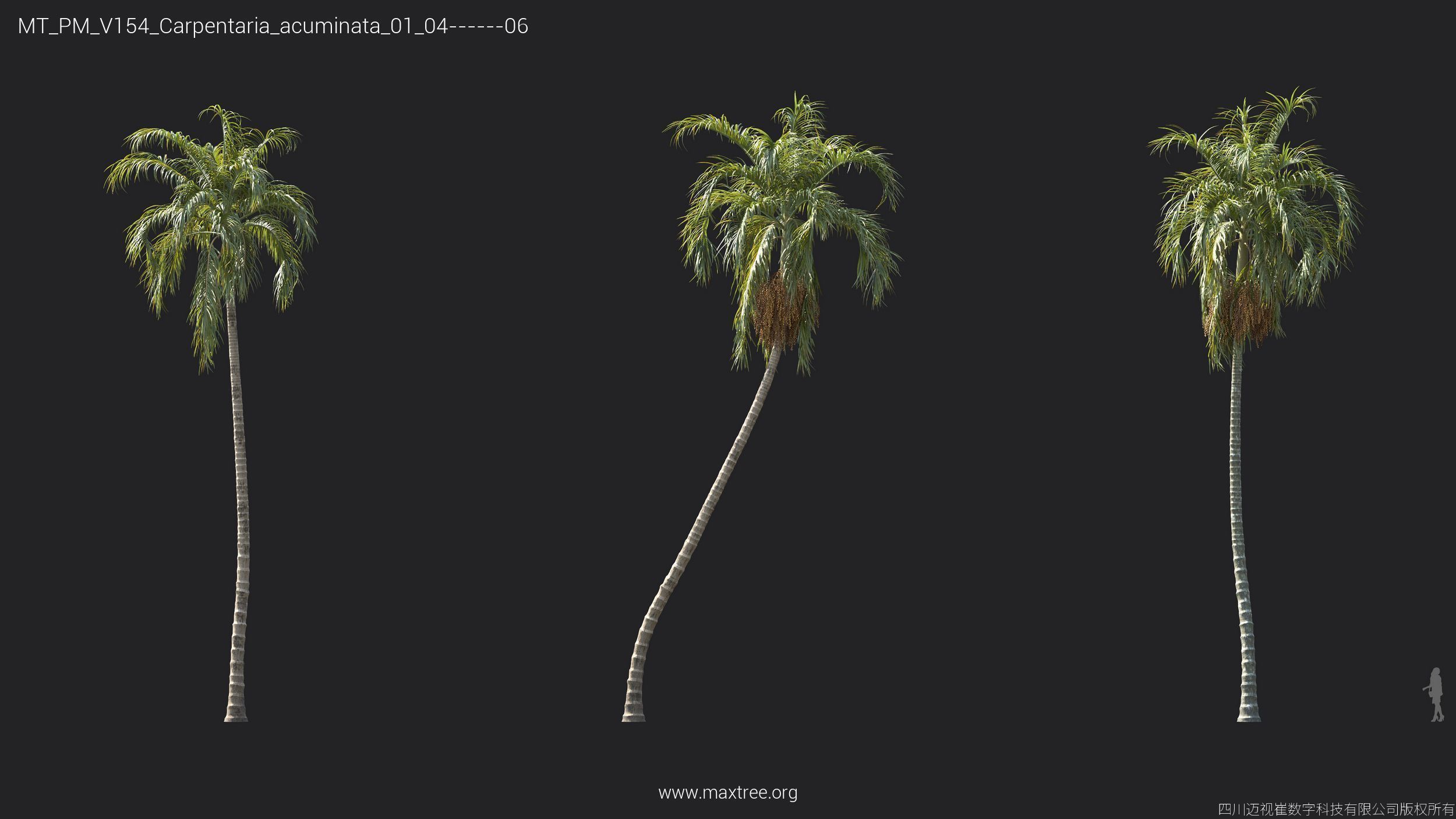 Maxtree Plant Models Vol 154 - Mesh 3D model_15