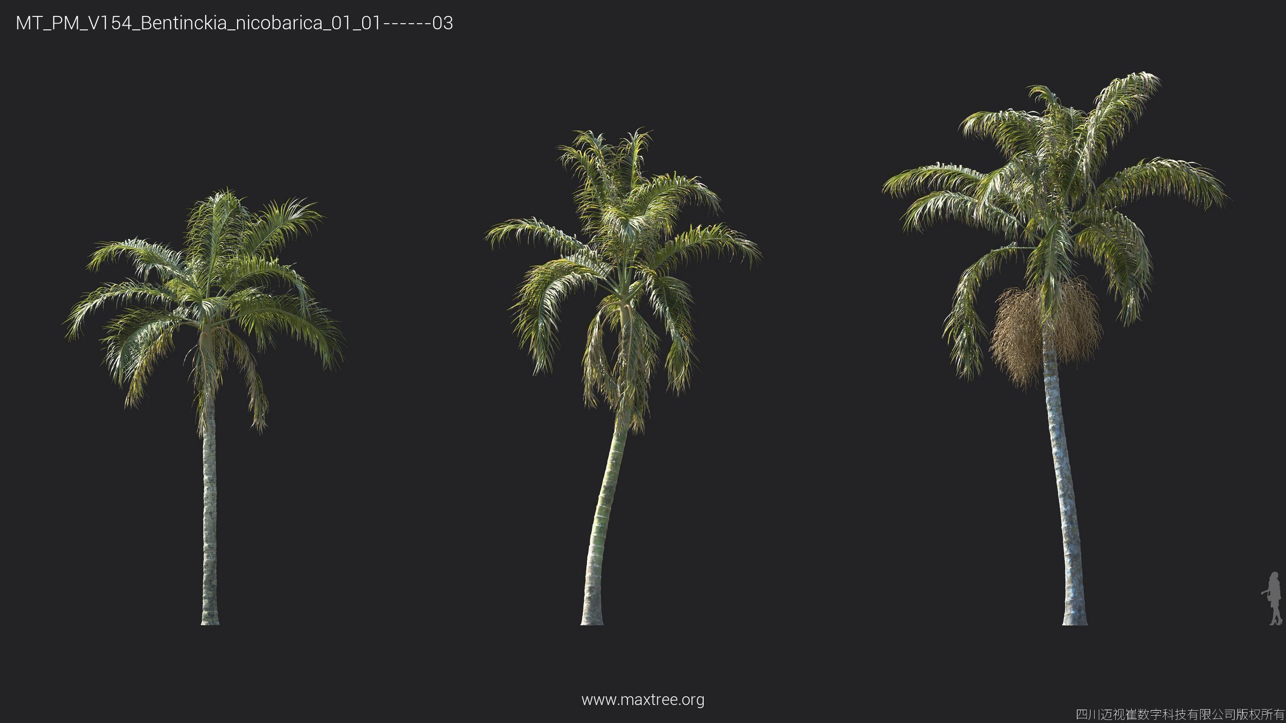 Maxtree Plant Models Vol 154 - Mesh 3D model_38