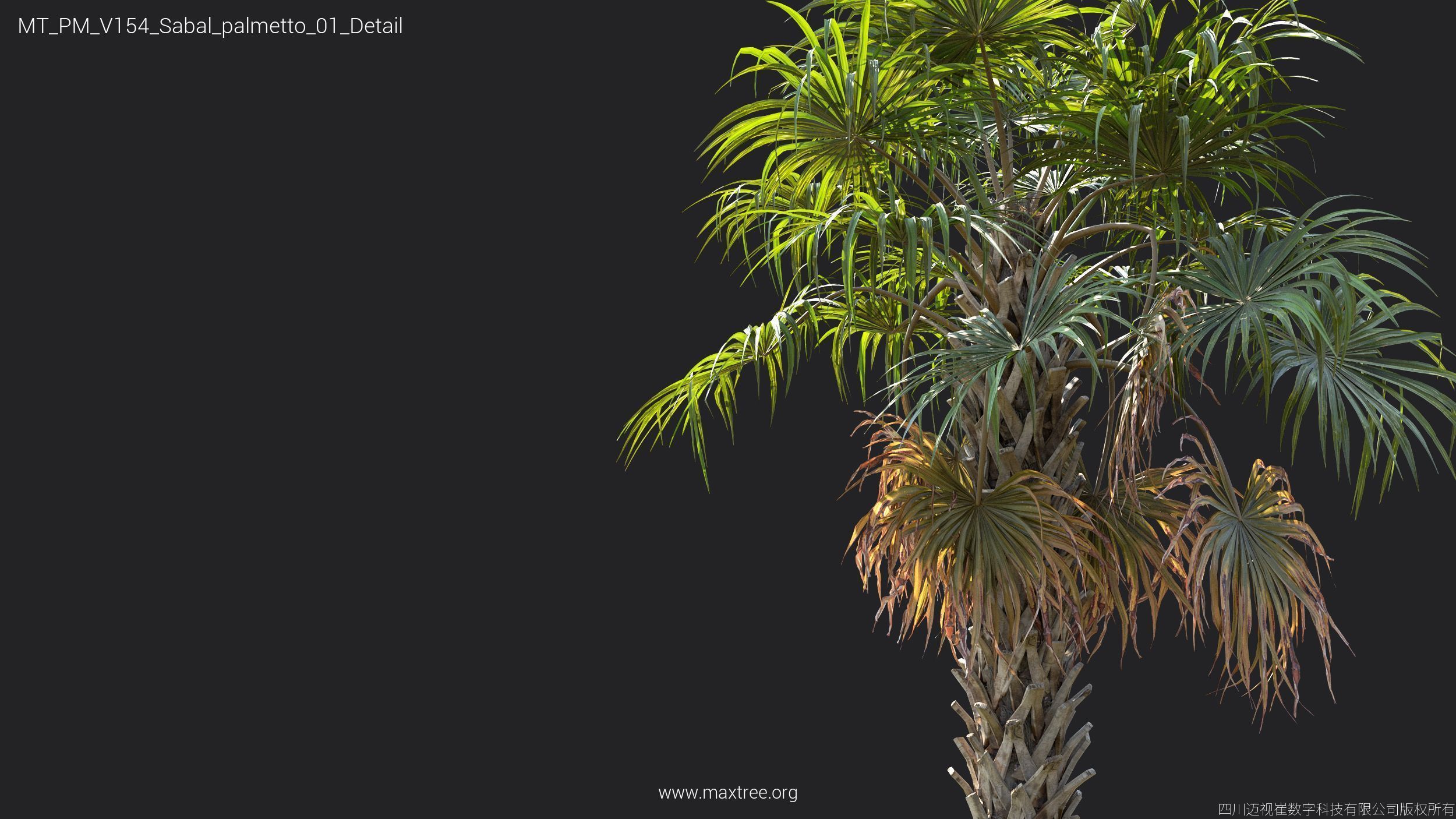 Maxtree Plant Models Vol 154 - Mesh 3D model_29