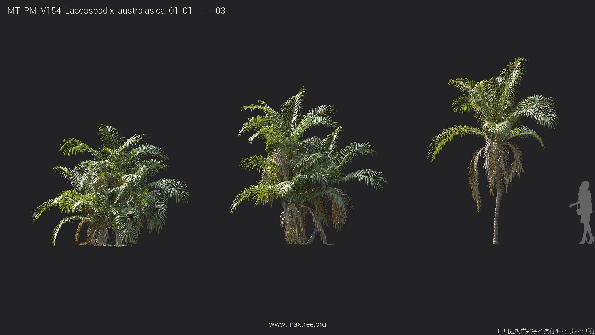 Maxtree Plant Models Vol 154 - Mesh 3D model_23