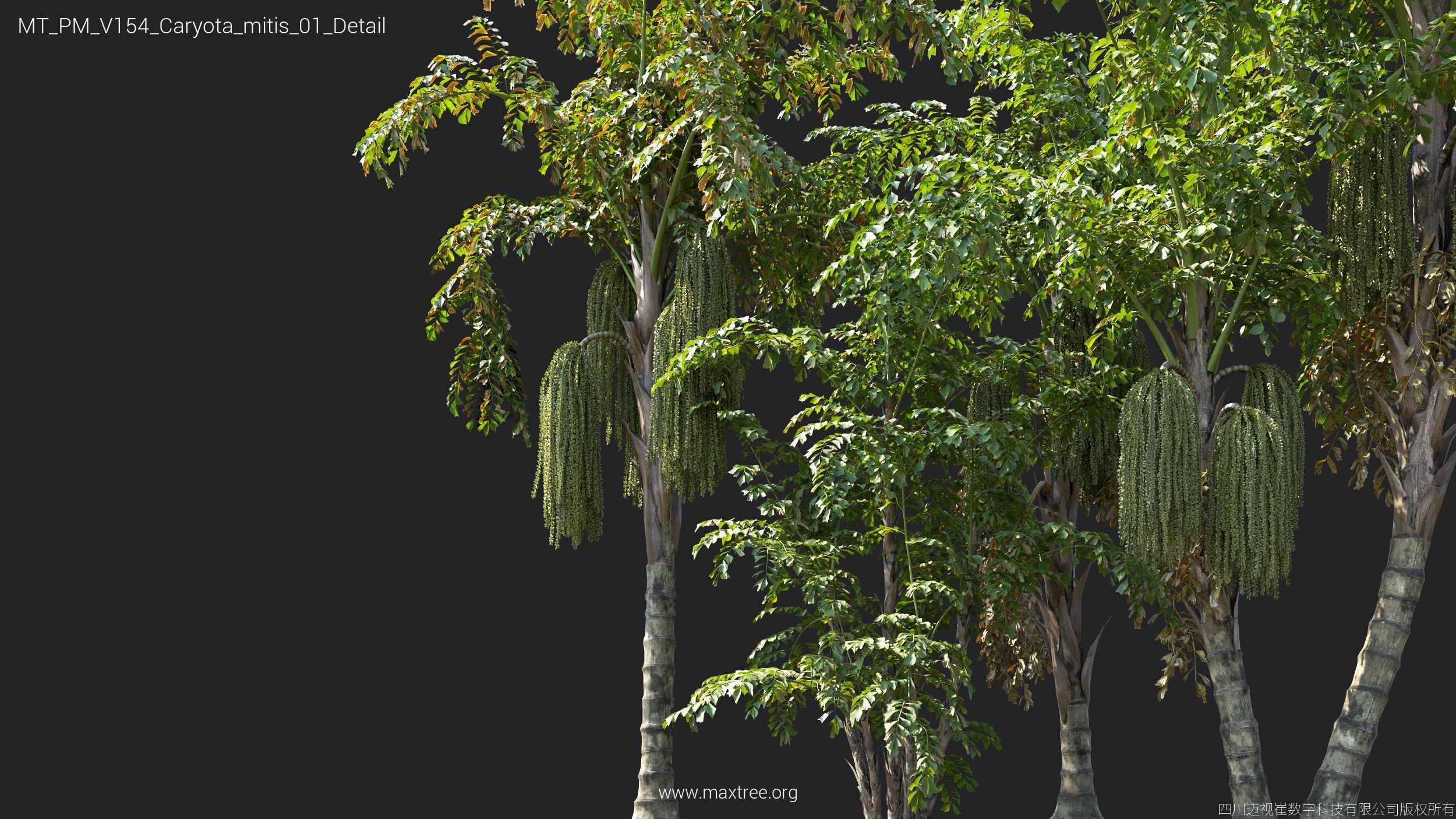 Maxtree Plant Models Vol 154 - Mesh 3D model_12