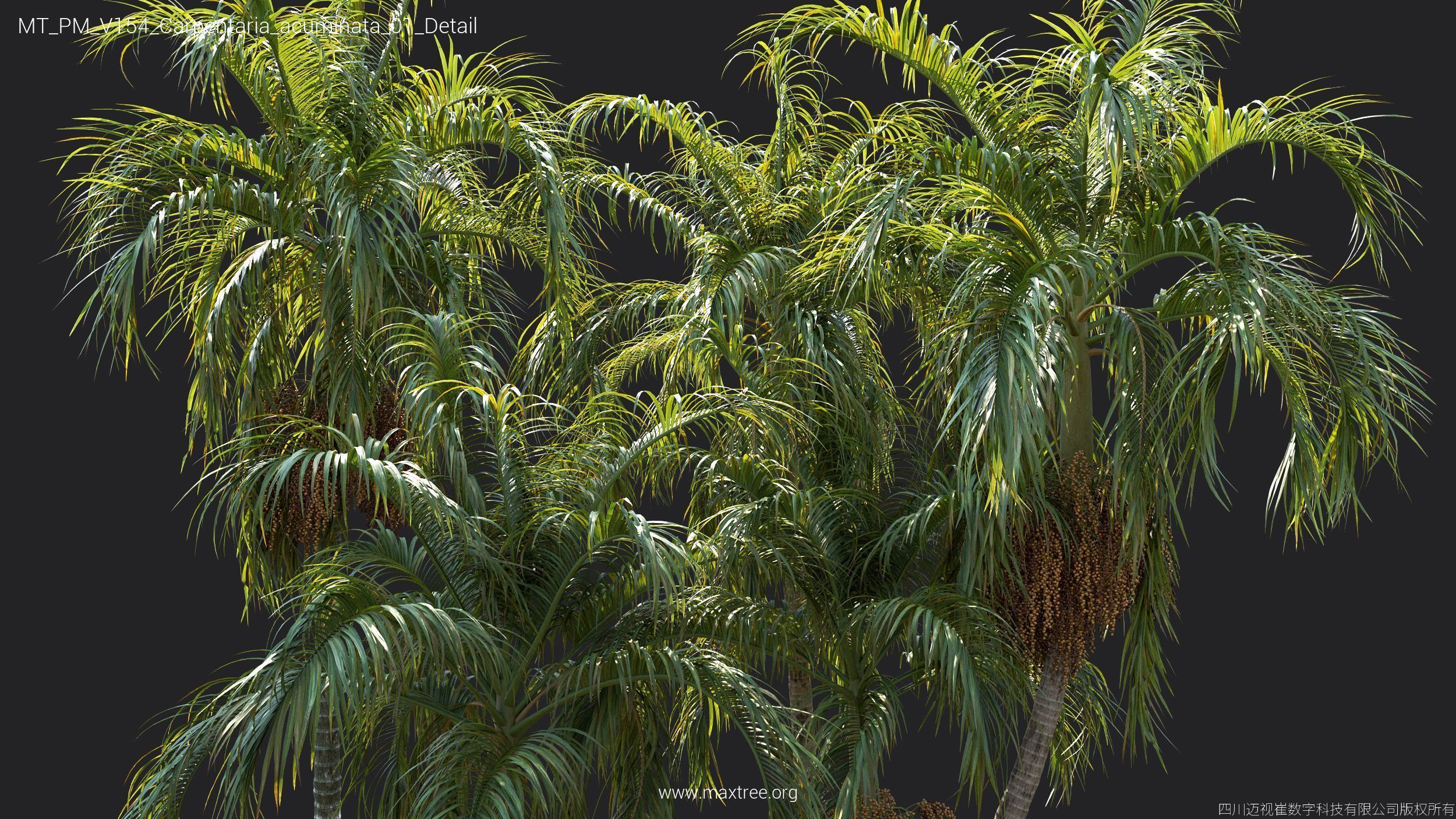 Maxtree Plant Models Vol 154 - Mesh 3D model_39
