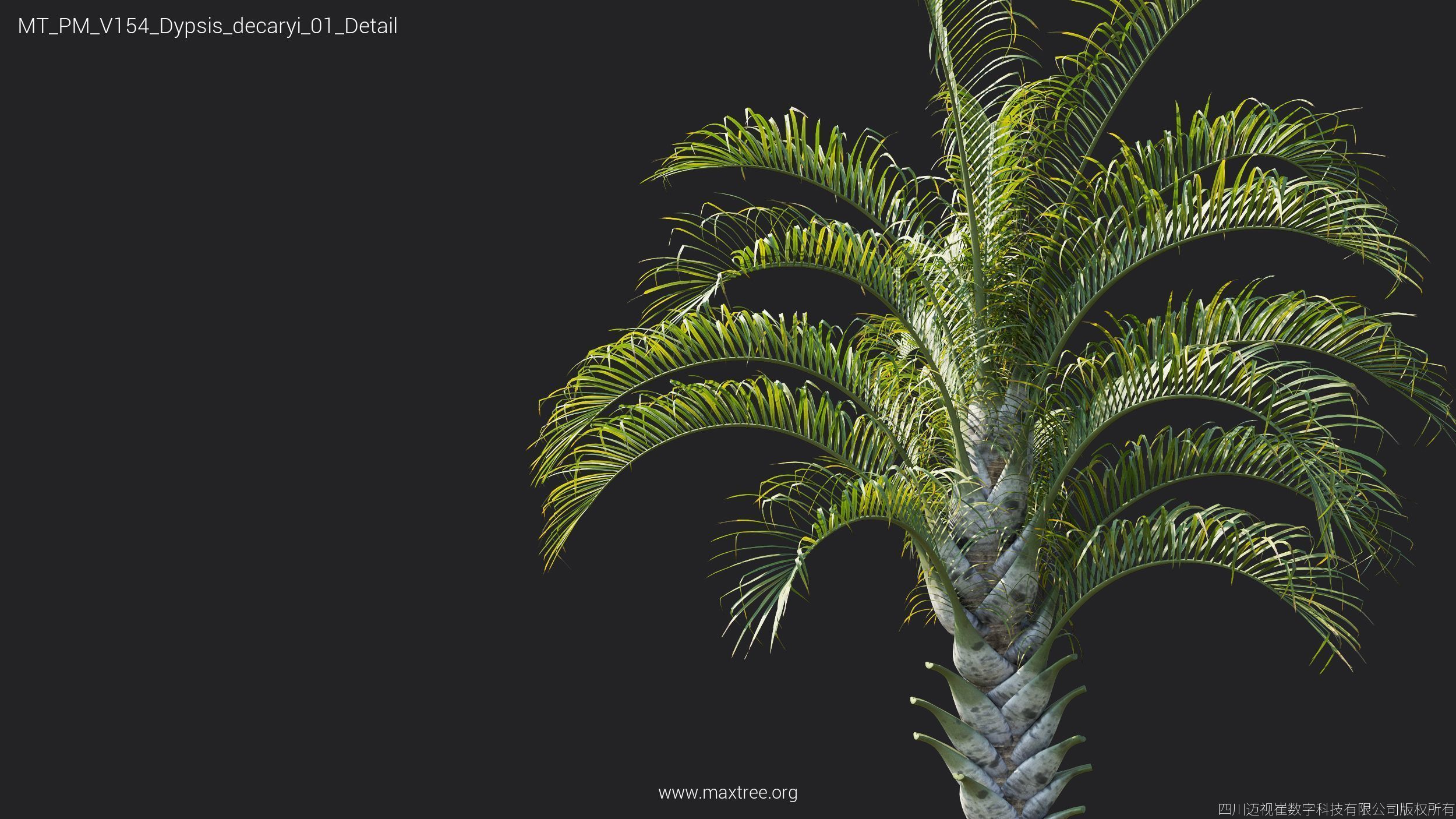 Maxtree Plant Models Vol 154 - Mesh 3D model_25