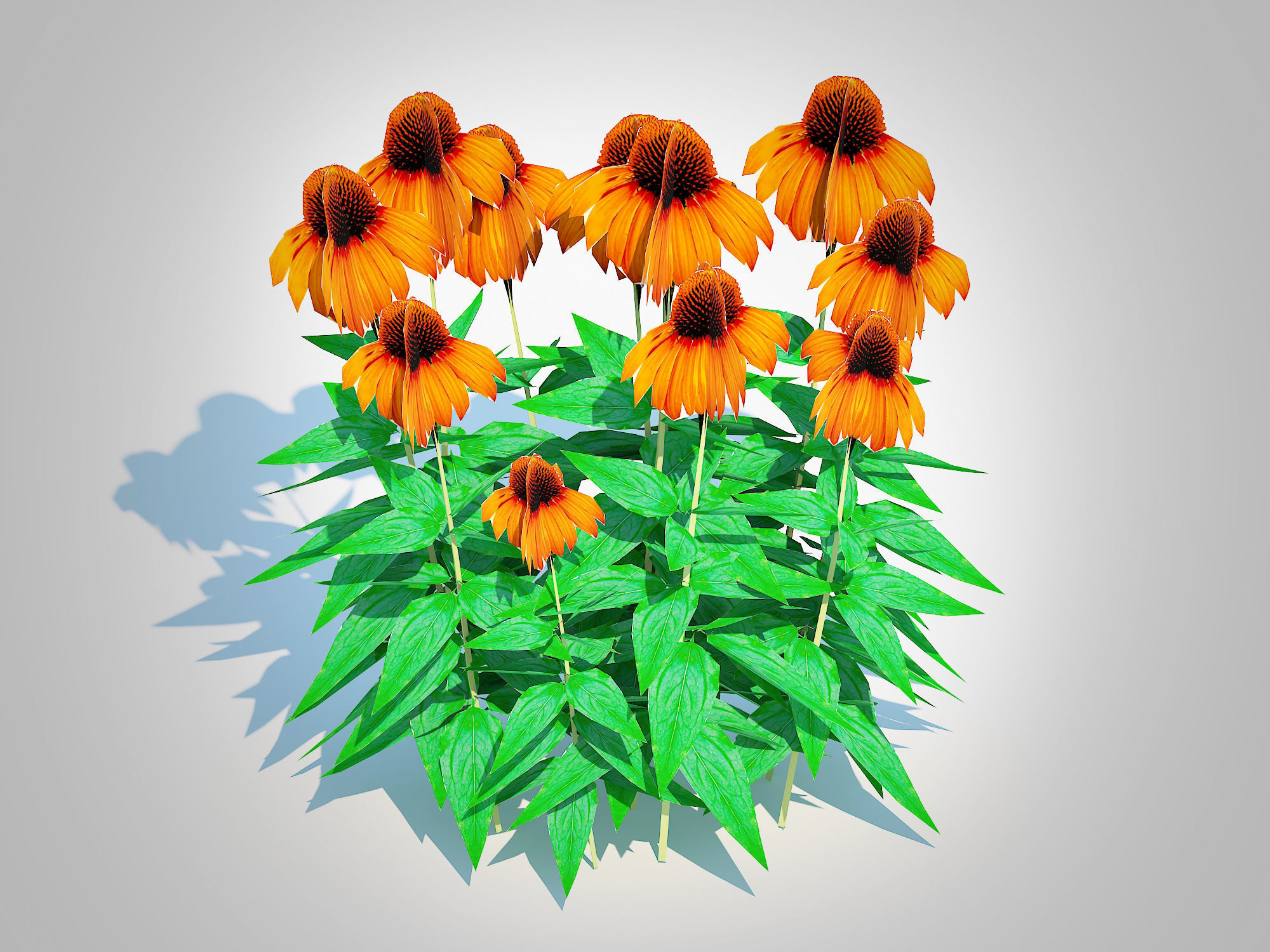 Plant  Echinacea Julia - Coneflower Low-poly 3D model_3