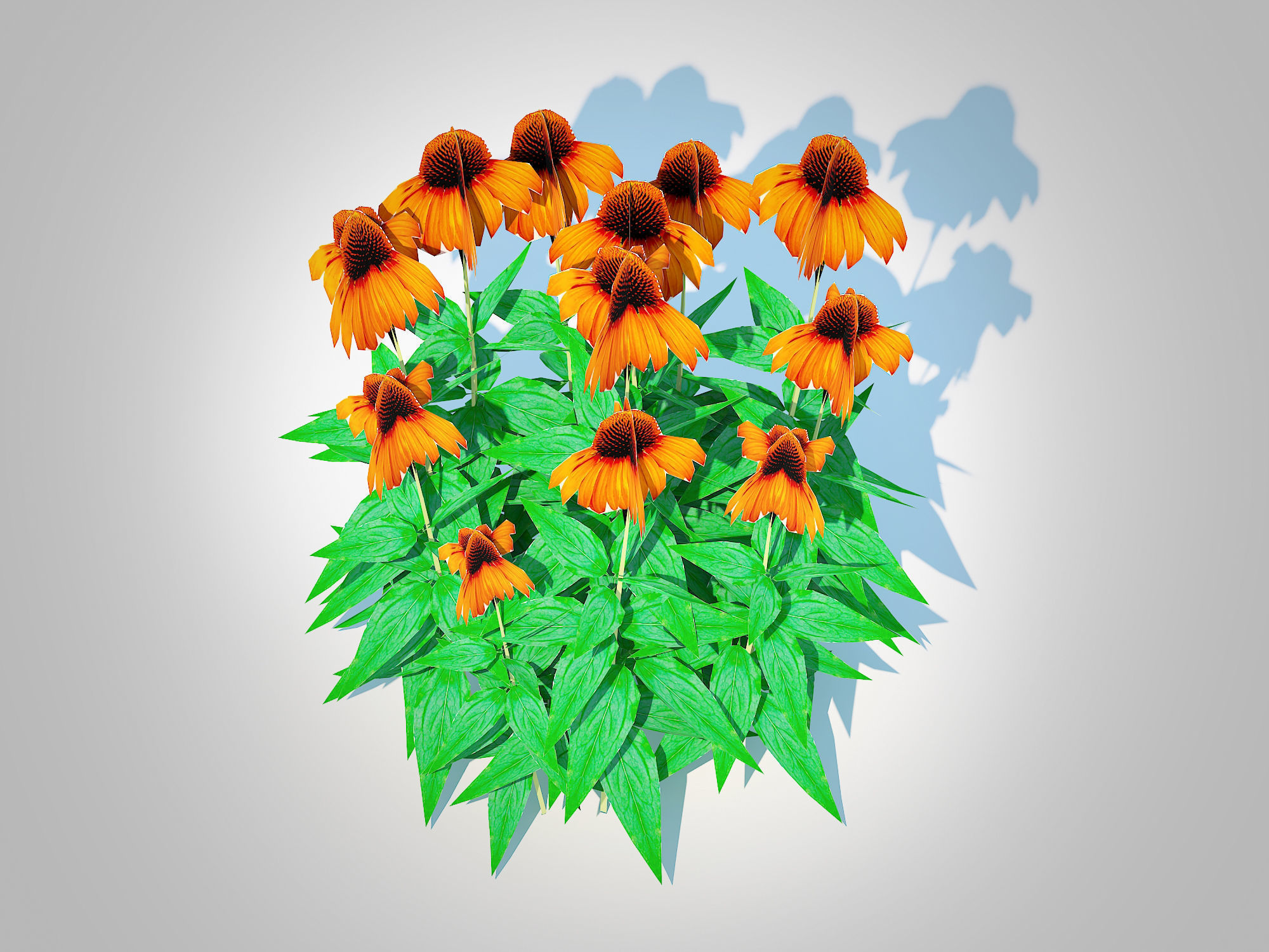 Plant  Echinacea Julia - Coneflower Low-poly 3D model_4